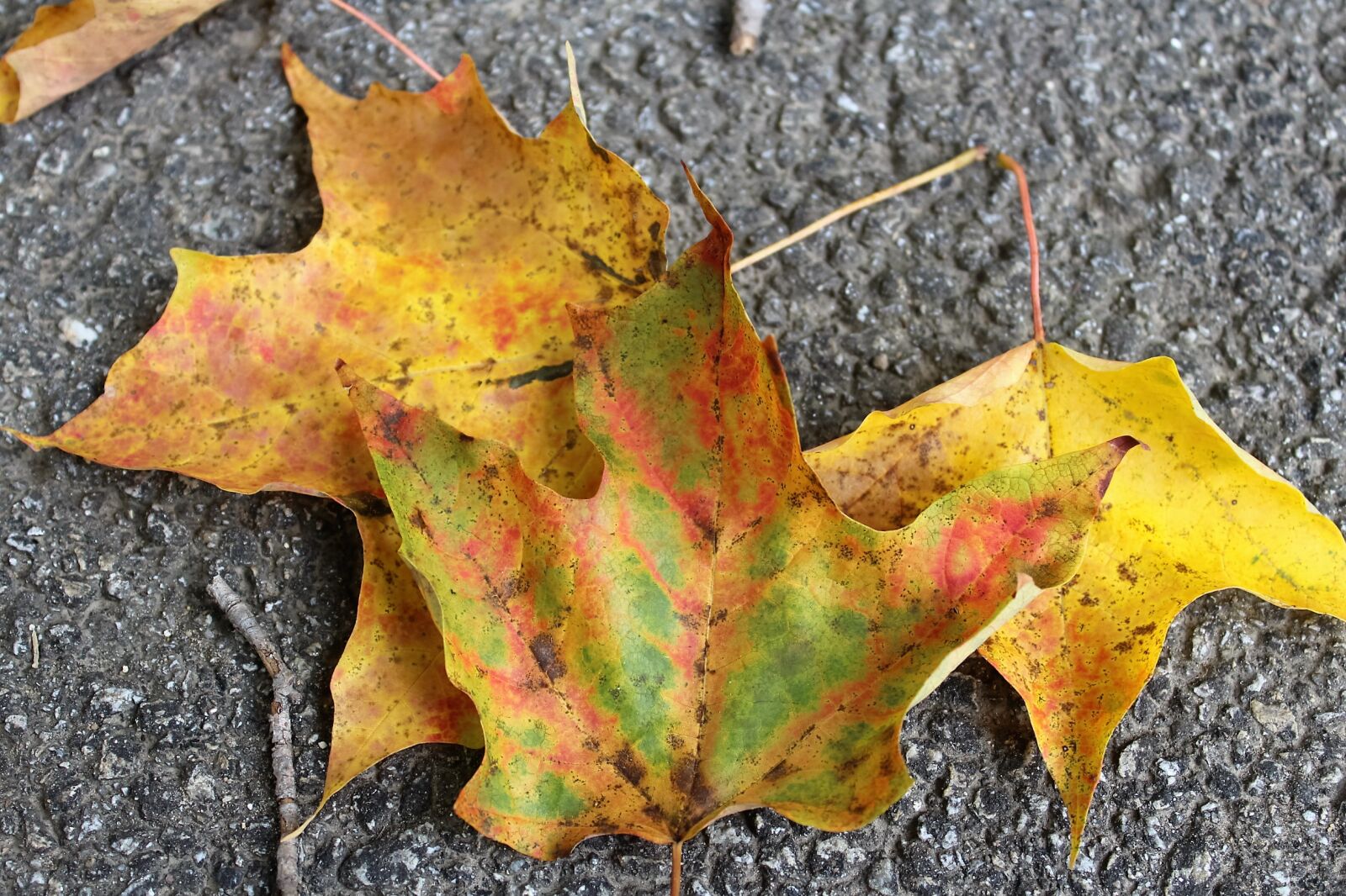 Canon EOS 1200D (EOS Rebel T5 / EOS Kiss X70 / EOS Hi) sample photo. Autumn, autumn, leaves, autumn photography