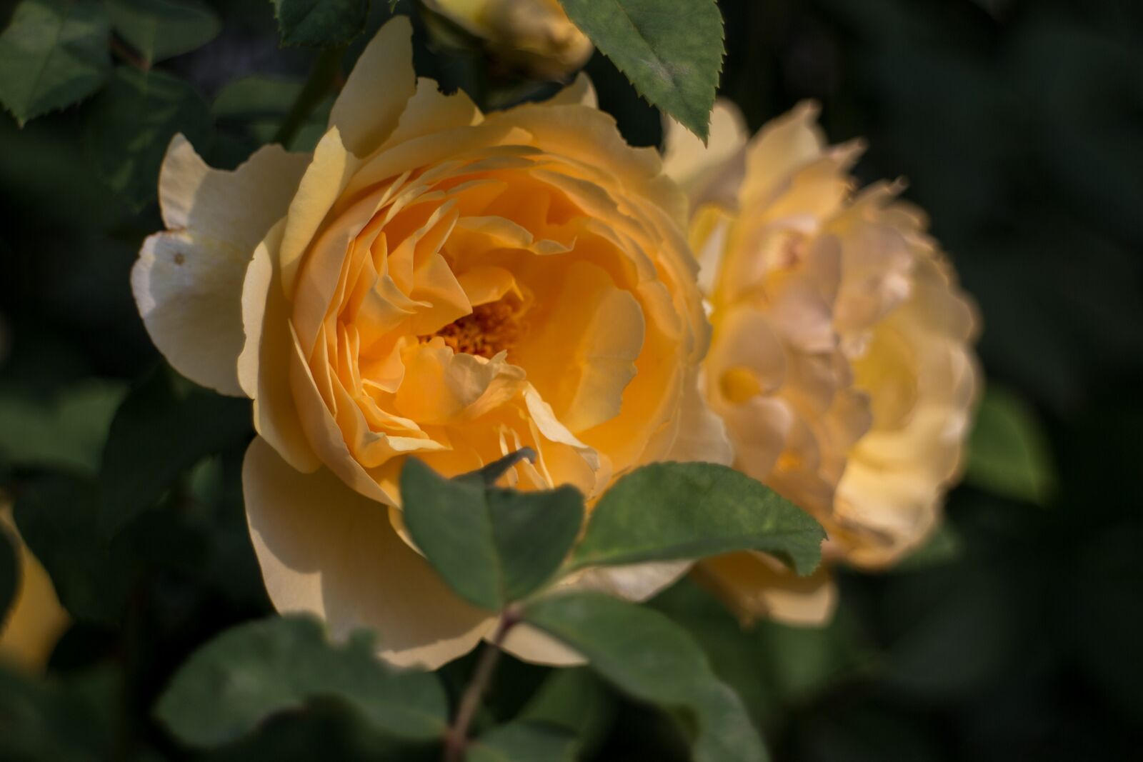 Canon EOS M + Canon EF-M 18-55mm F3.5-5.6 IS STM sample photo. Romantic, roses, flowers photography