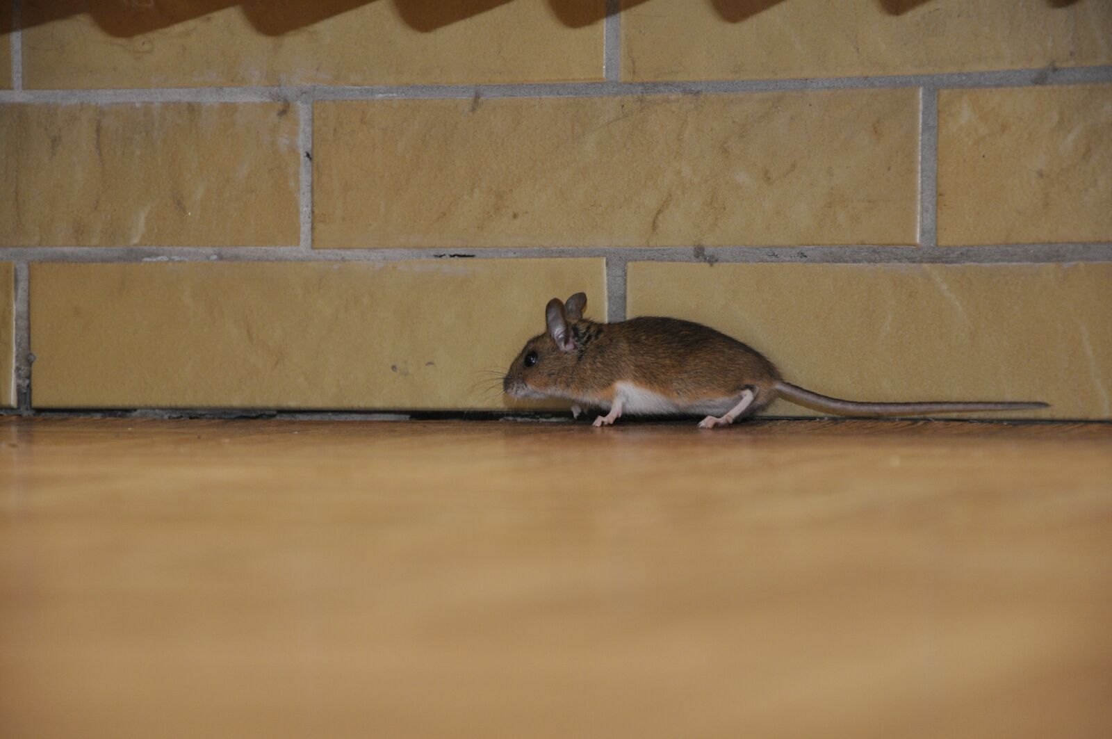 Nikon D90 sample photo. Mouse, animal, rodent photography