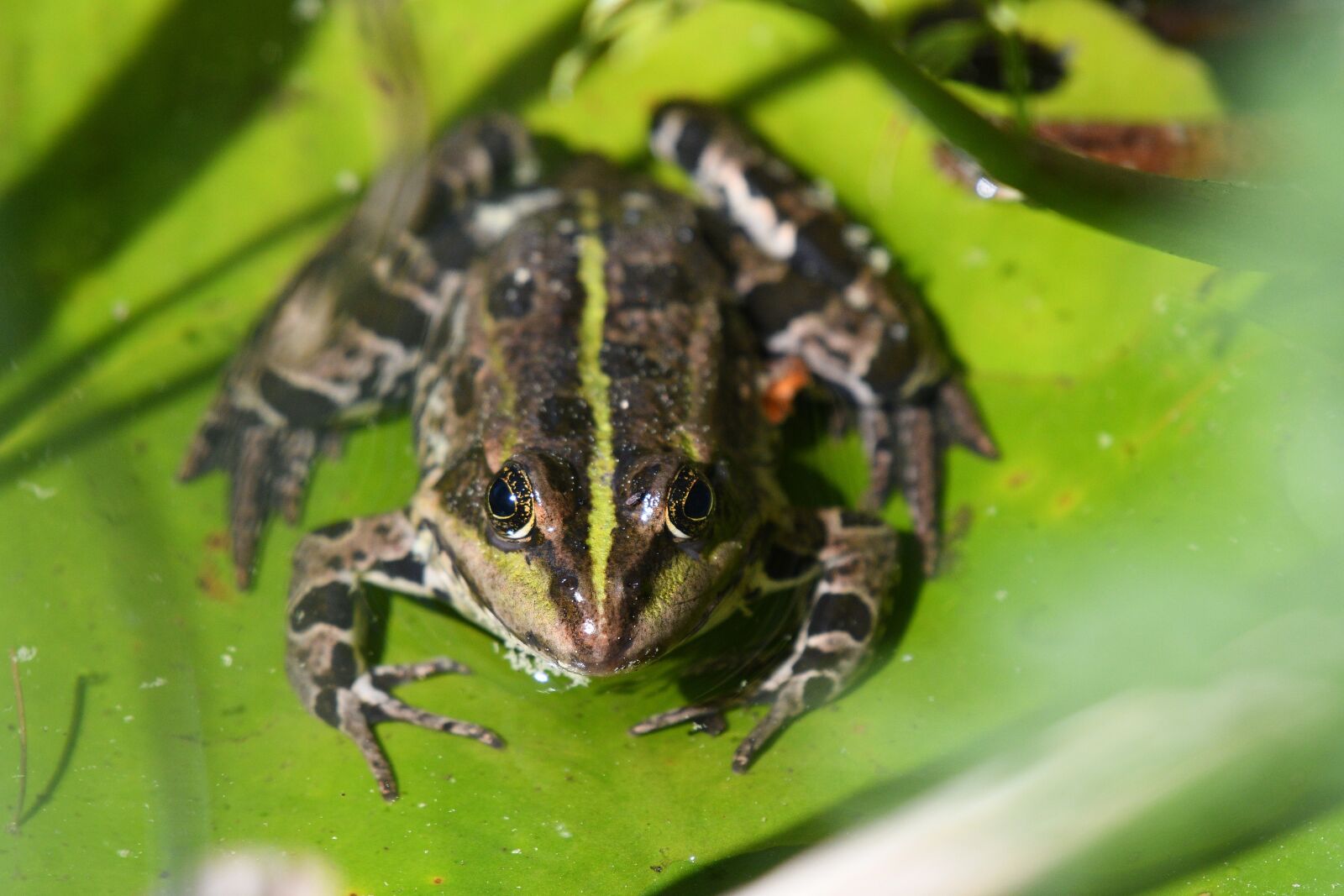 Nikon D500 sample photo. Frog, amphibian, nature photography