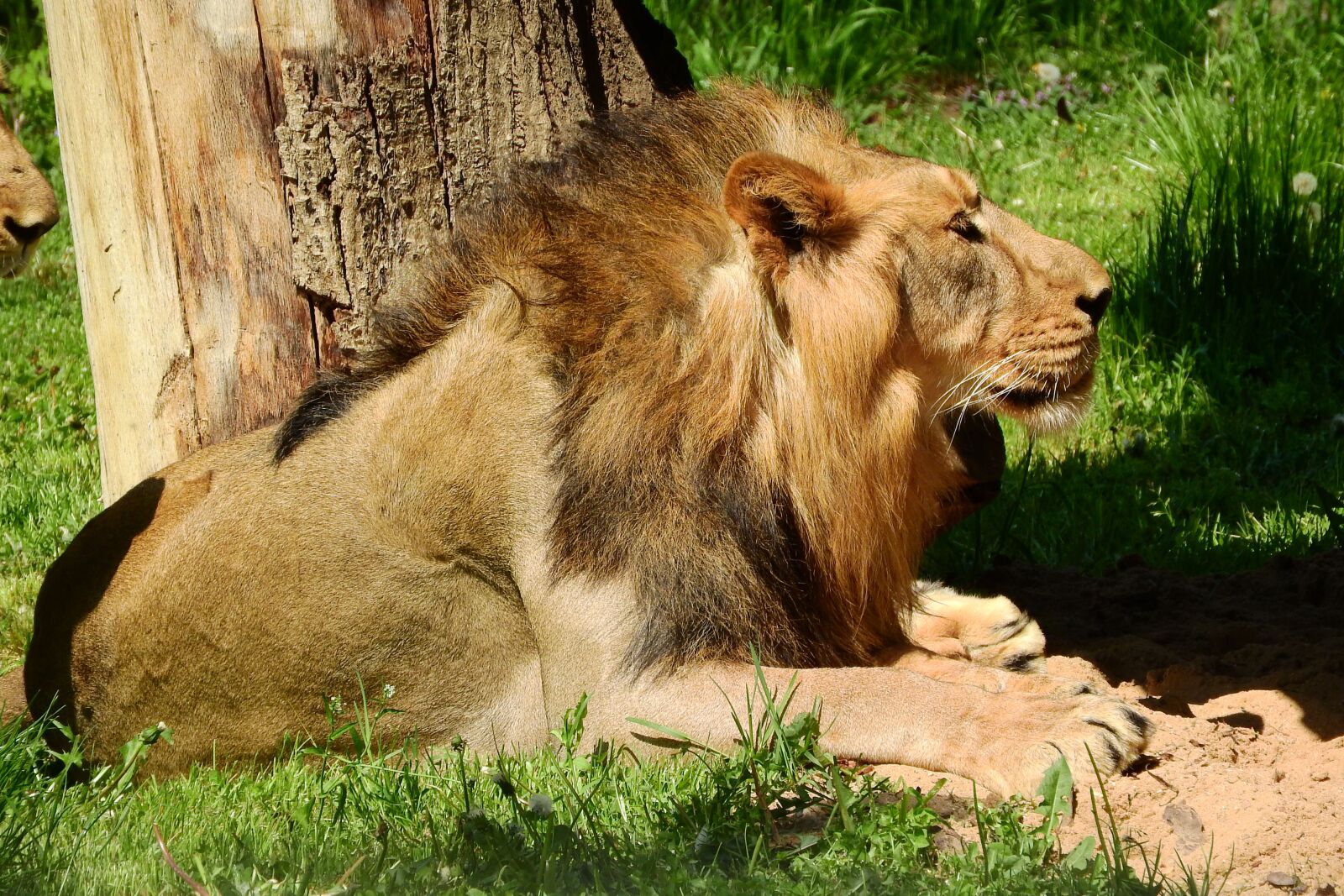 Nikon Coolpix P610 sample photo. The lion, male, the photography