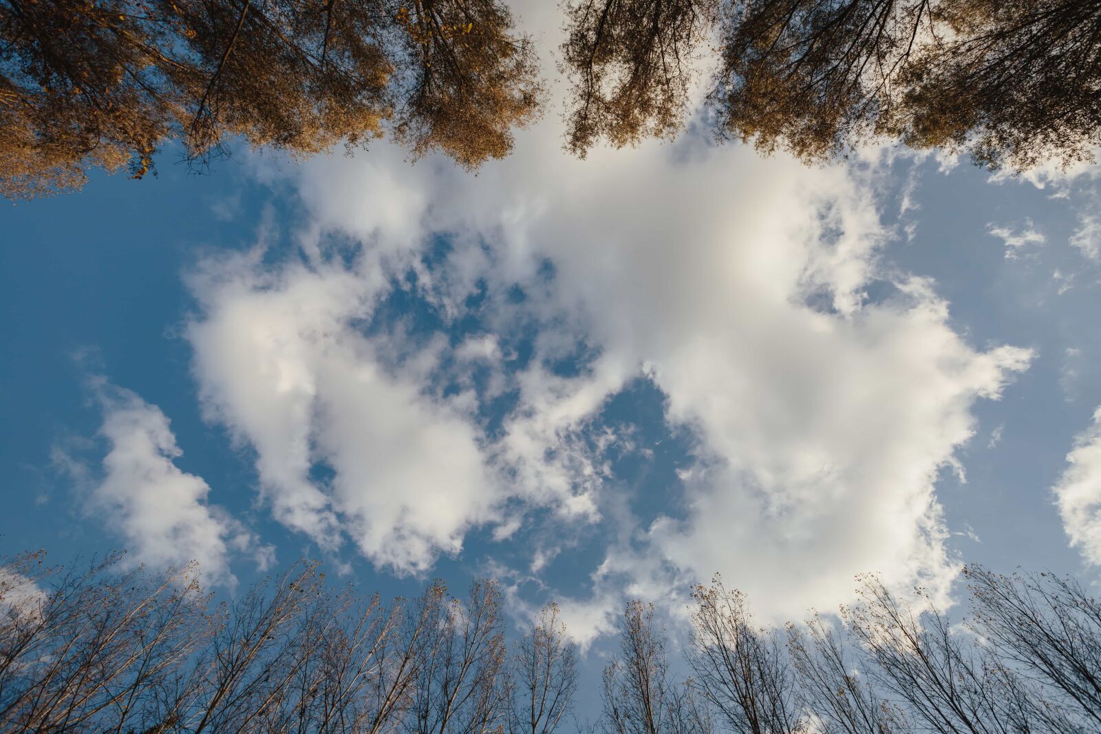 Canon EF 16-35mm F2.8L II USM sample photo. Blue sky, clouds, trees photography
