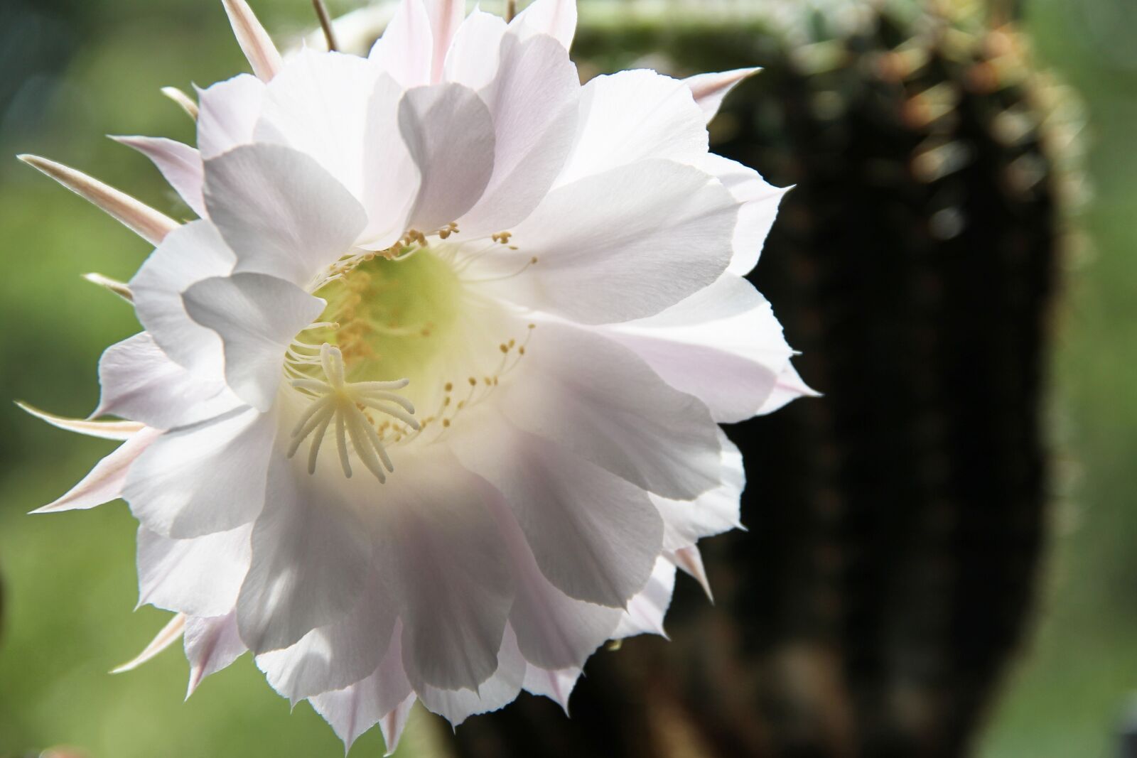 Canon EOS 1100D (EOS Rebel T3 / EOS Kiss X50) sample photo. Cactus blossom, cactus, blossom photography