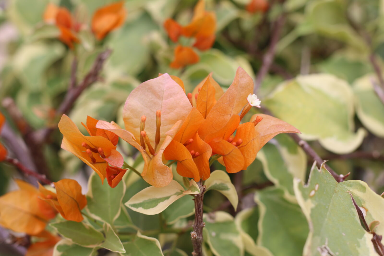 Canon EF 50mm F1.8 STM sample photo. Flower2_70d photography