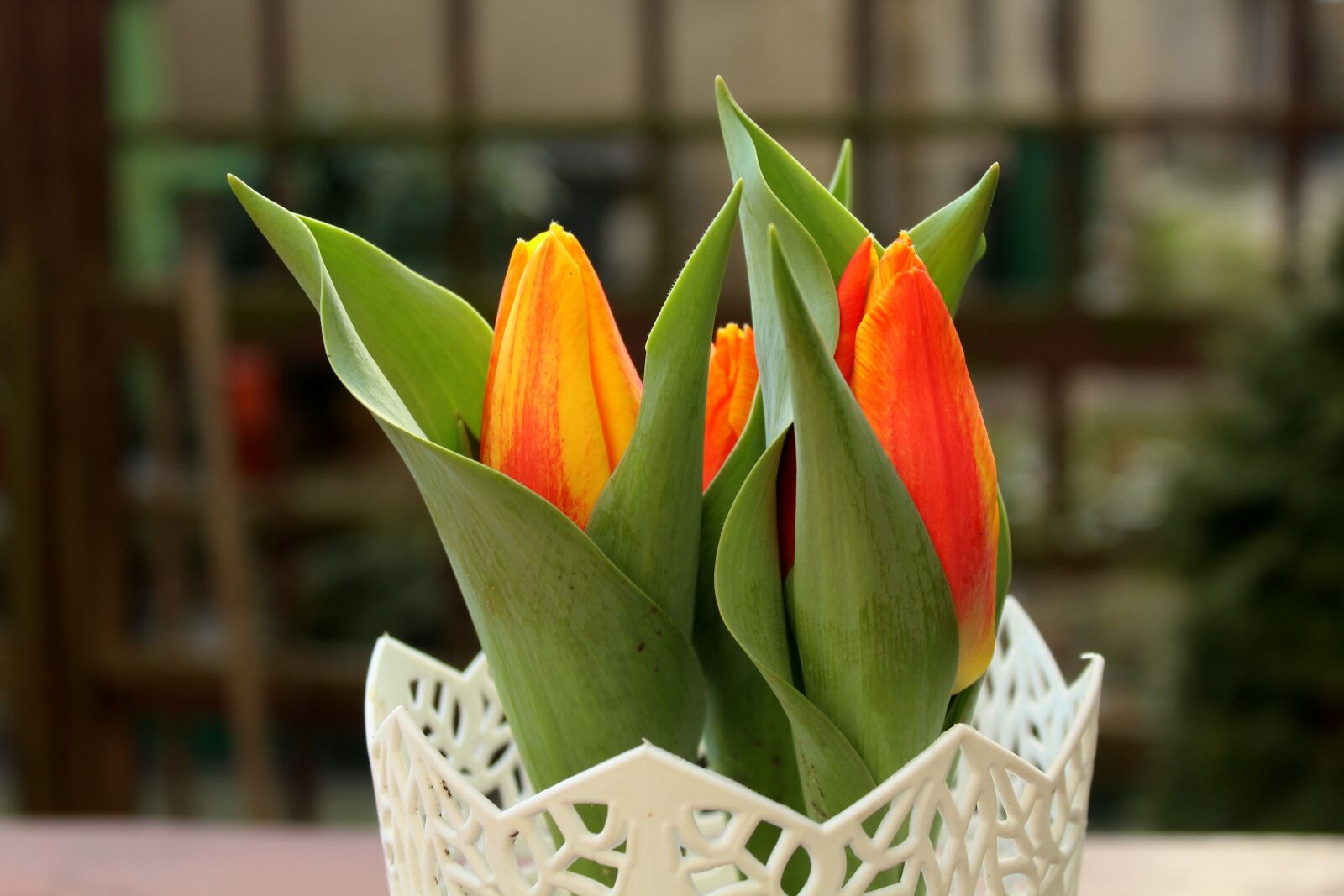 Canon EOS 1200D (EOS Rebel T5 / EOS Kiss X70 / EOS Hi) sample photo. Tulips, spring flowers, harbingers photography