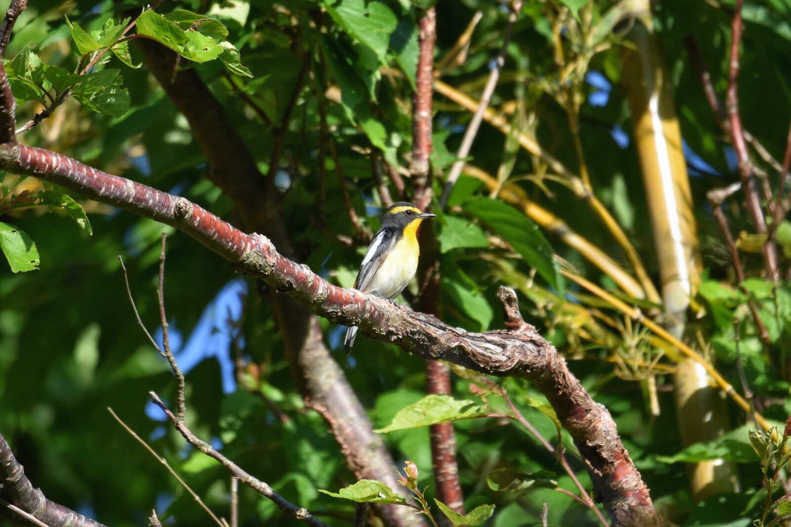 Nikon D7200 sample photo. Animal, forest, wood photography