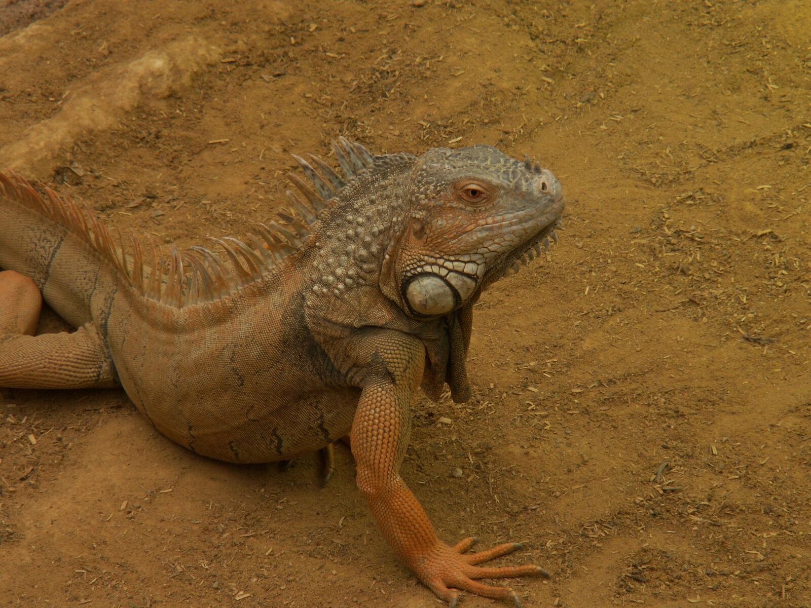 KONICA MINOLTA DiMAGE Z6 sample photo. Iguana, desert, zoo photography