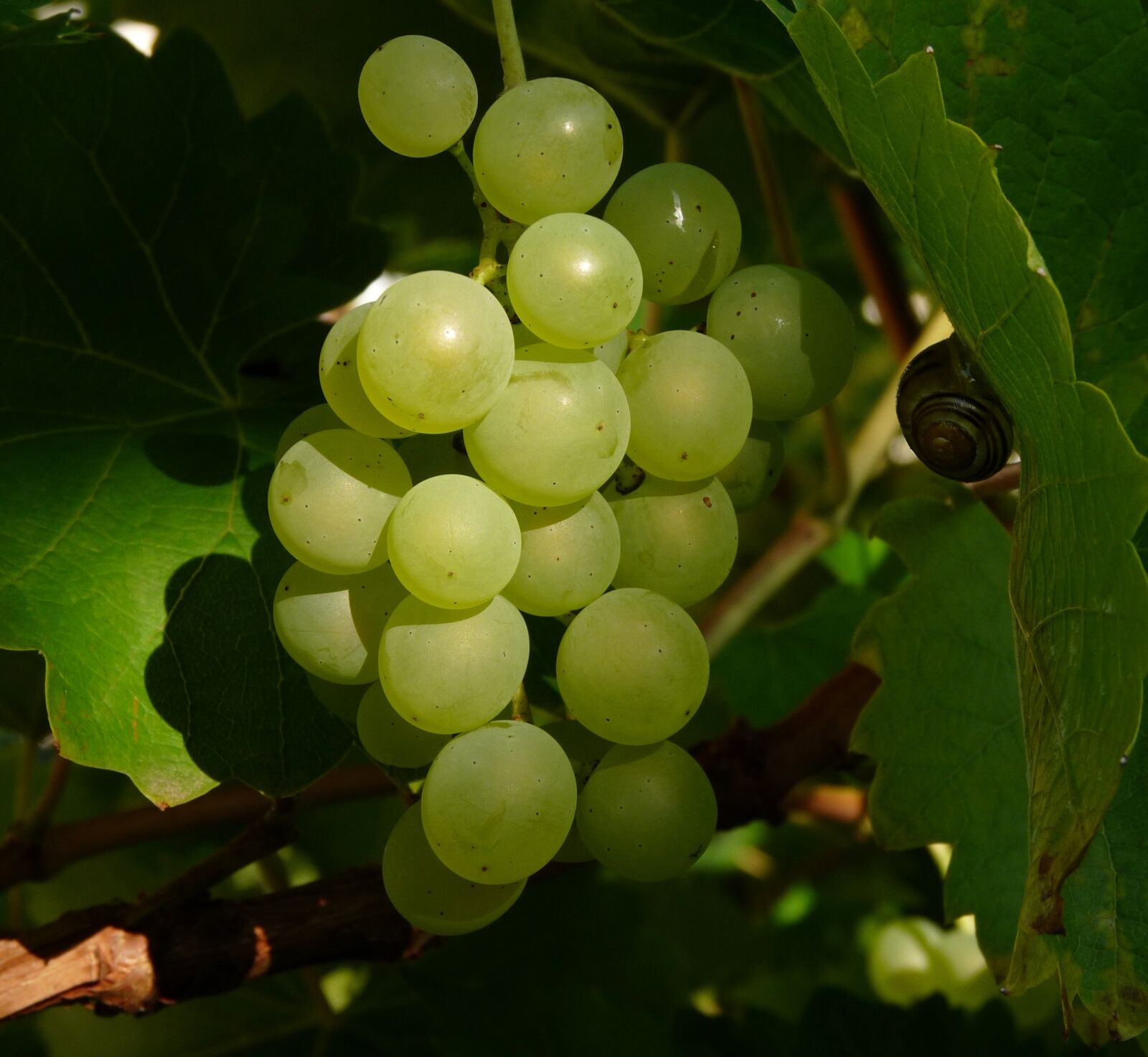 Panasonic Lumix DMC-FZ28 sample photo. Wine, berry, green photography