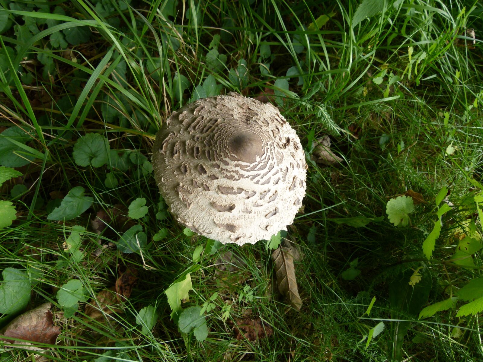 Panasonic Lumix DMC-FZ100 sample photo. Mushroom, food, fungi photography