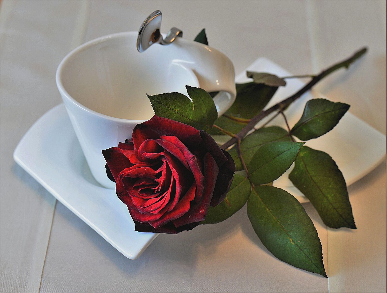 Nikon D610 sample photo. Rose, red, cover photography