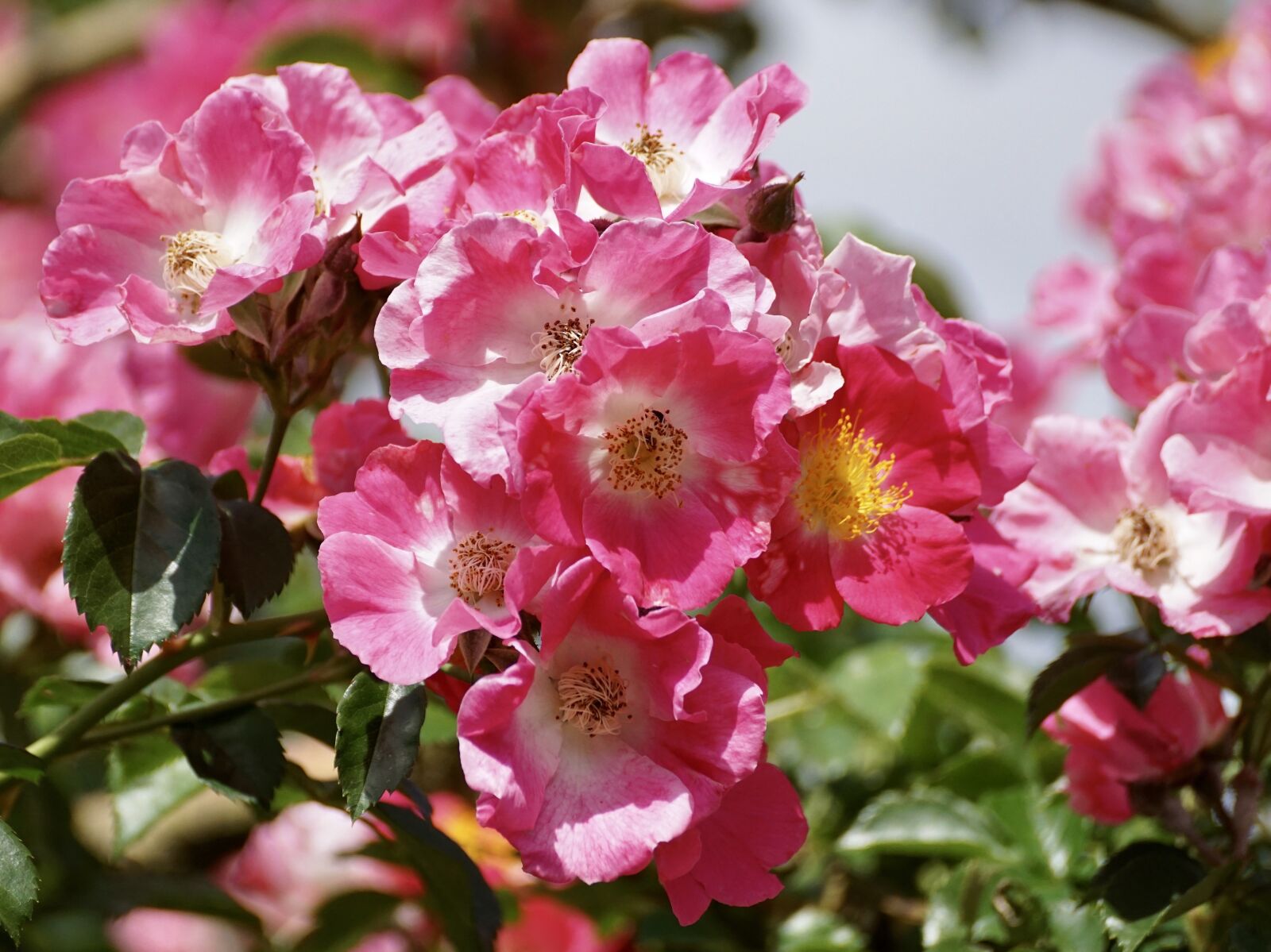 Sony DT 55-300mm F4.5-5.6 SAM sample photo. Roses, rose bush, pink photography