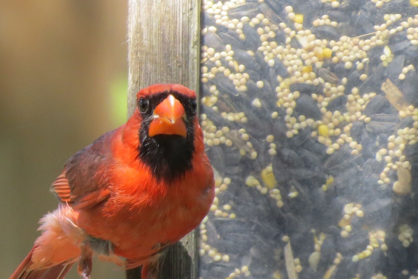 Canon PowerShot SX50 HS sample photo. Bird, red, cardinal photography