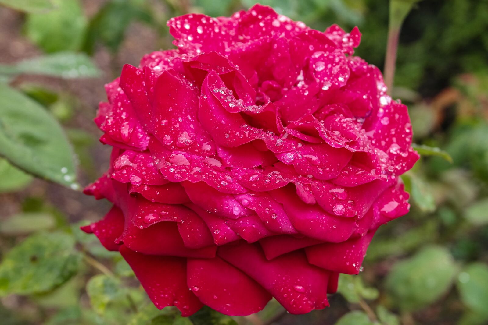 Samsung NX1100 sample photo. Rose, red, nature photography