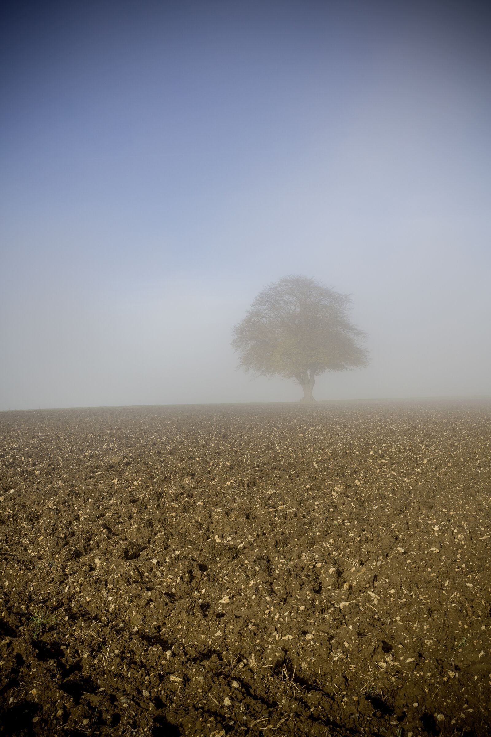 Canon EF 24-70mm F2.8L II USM sample photo. Fog, dew, autumn photography