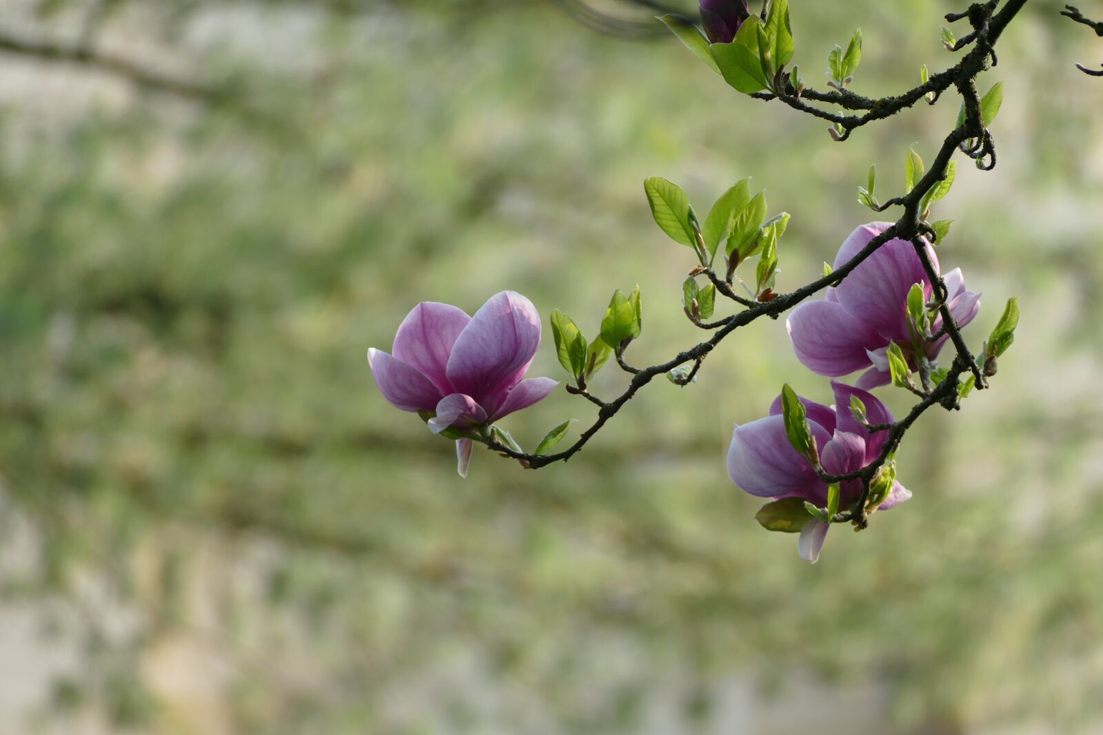 Panasonic Lumix DMC-FZ1000 sample photo. Love, spring, tree photography