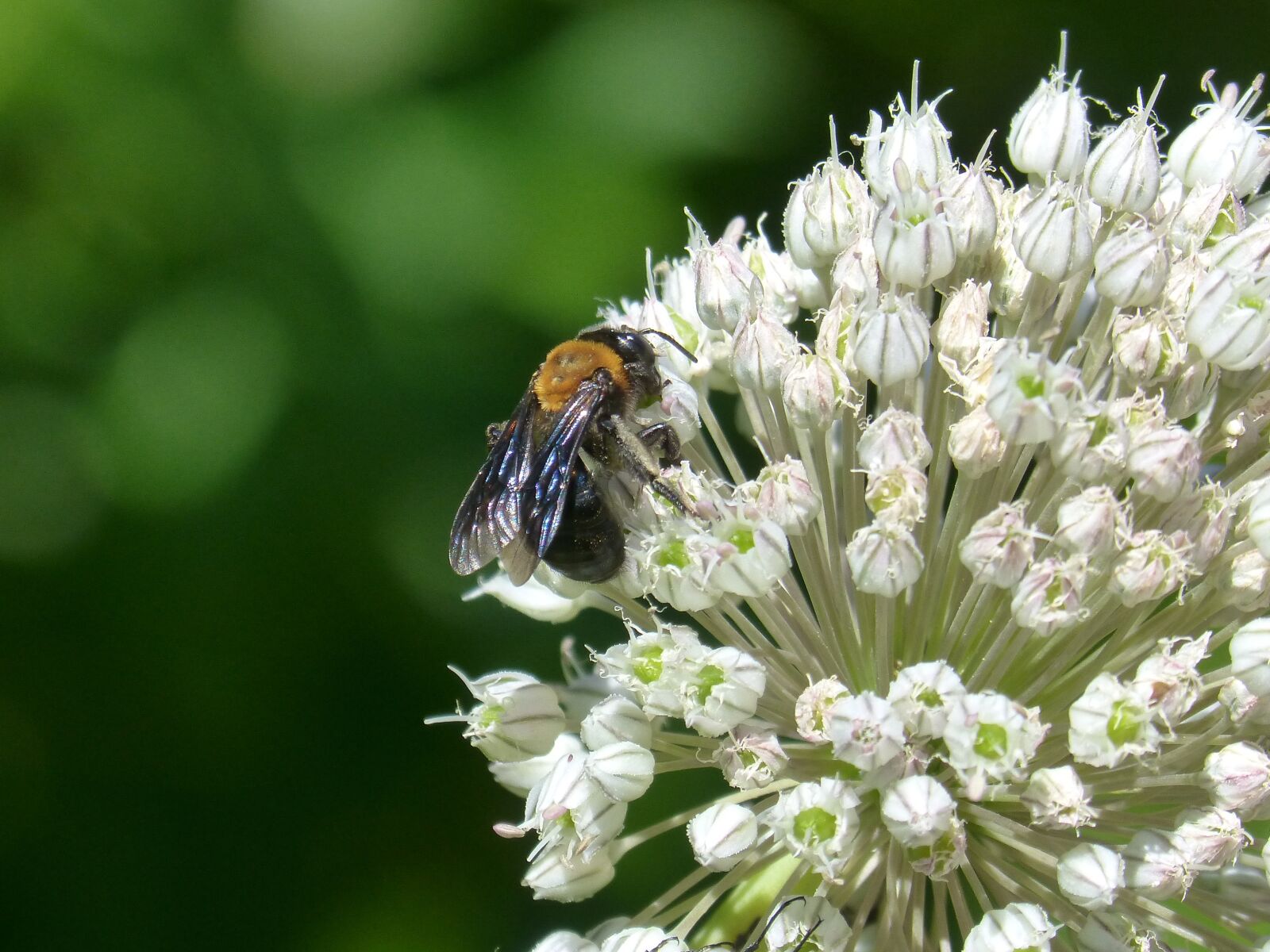 Panasonic DMC-FZ62 sample photo. Bee, libar, flower photography