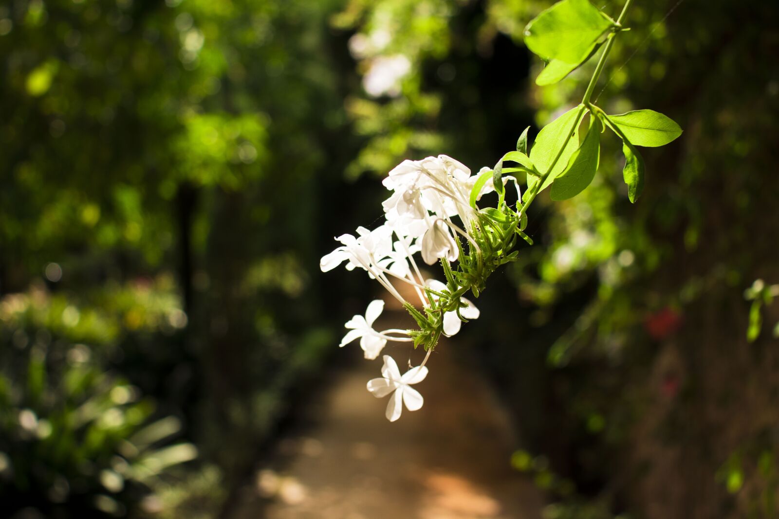 Canon EOS 80D sample photo. Sevilla, flower, white flower photography