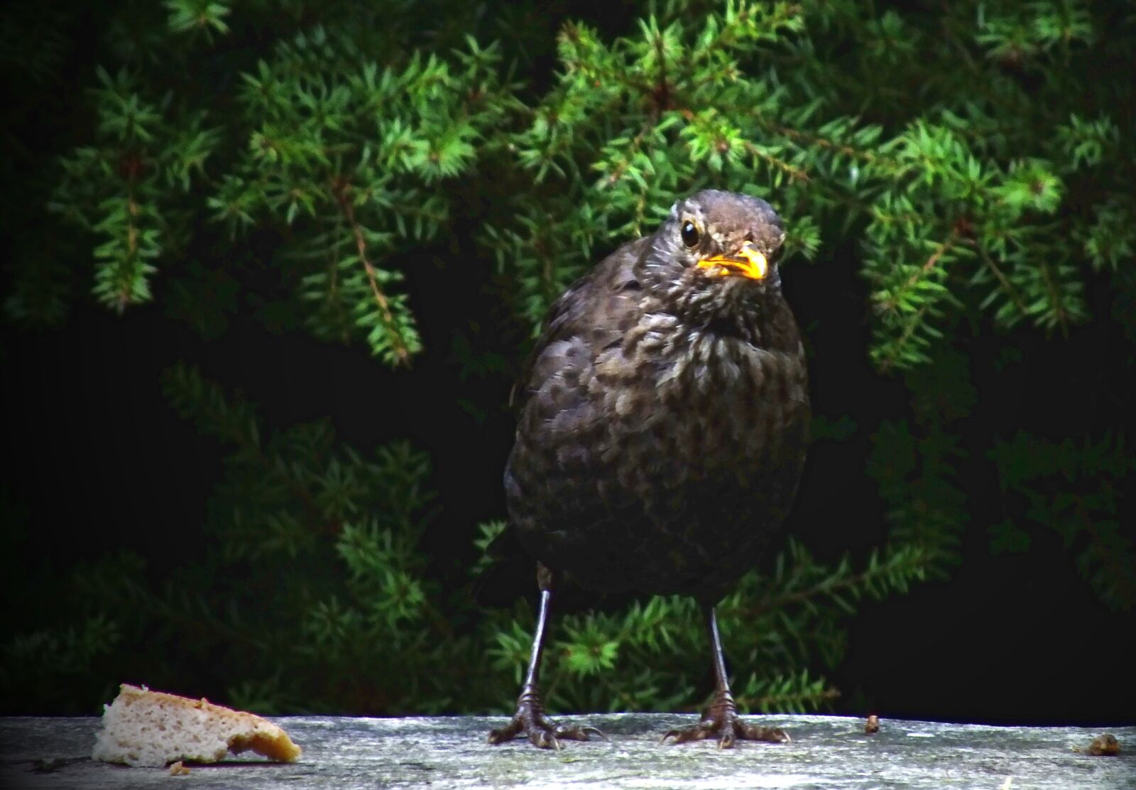 Fujifilm FinePix HS30EXR sample photo. Blackbird, wren, wildlife photography
