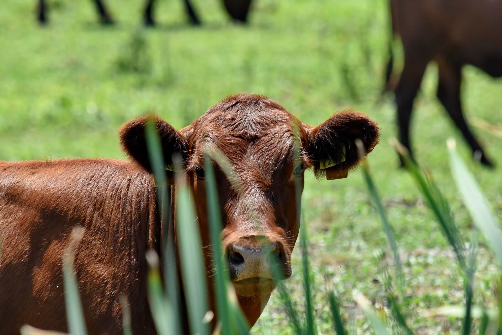 Nikon D5500 sample photo. Bull, calf, cows, farm photography