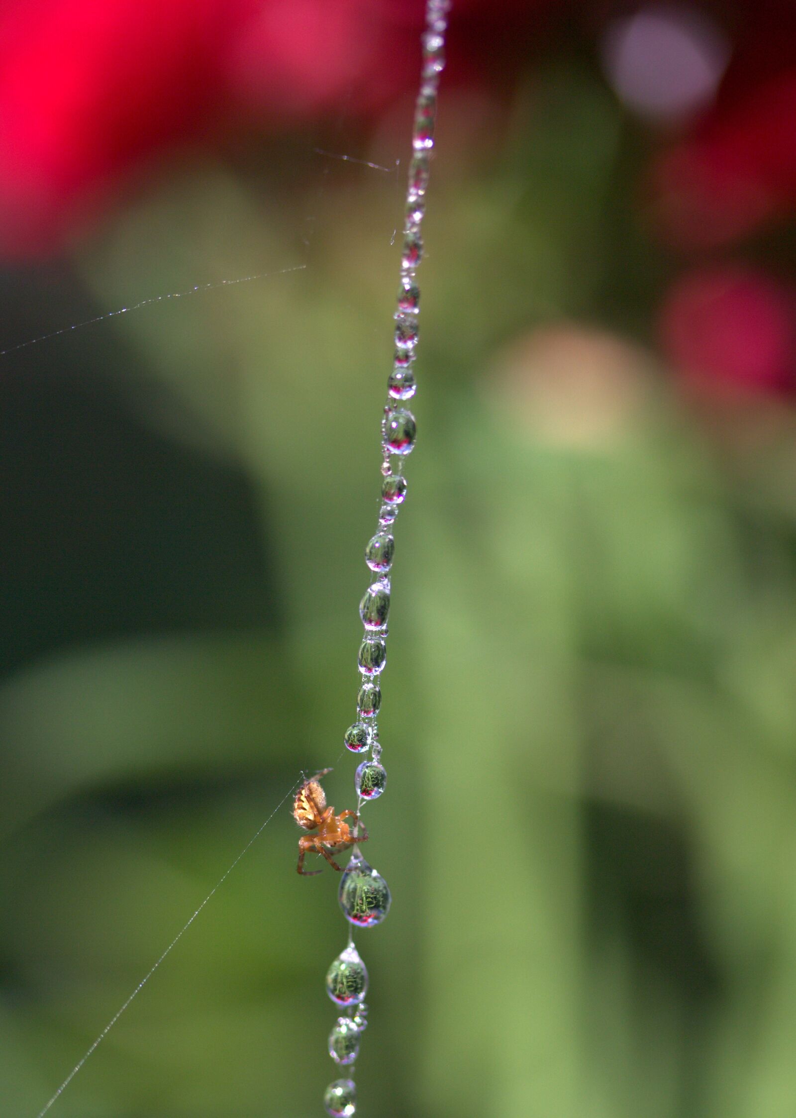 Canon EOS 700D (EOS Rebel T5i / EOS Kiss X7i) sample photo. Spider web, drops, spider photography