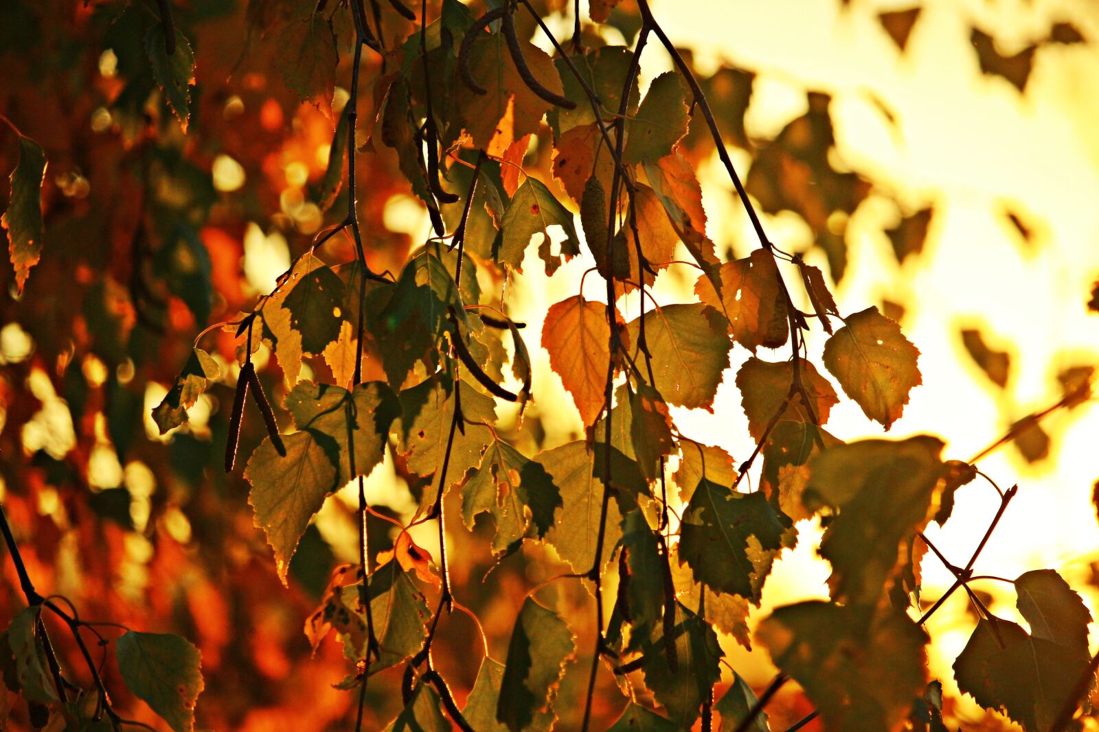 Canon EOS 100D (EOS Rebel SL1 / EOS Kiss X7) sample photo. Autumn, leaves, autumn gold photography