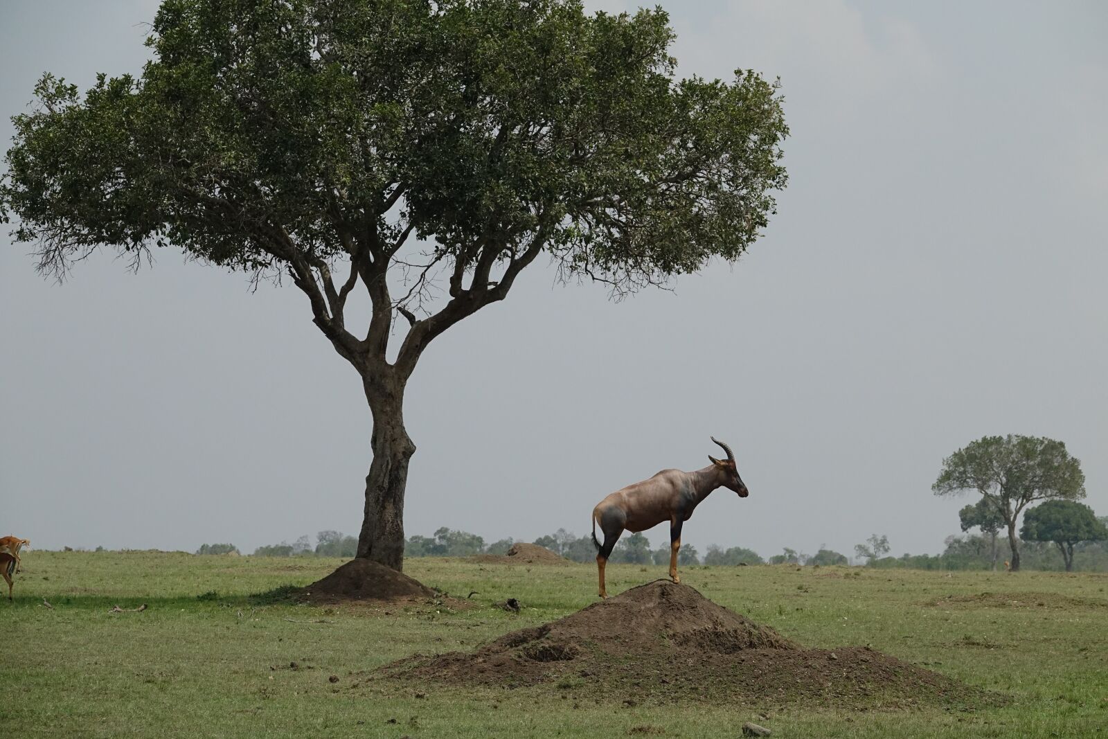 Sony Cyber-shot DSC-RX10 III sample photo. Tree, grass, nature photography