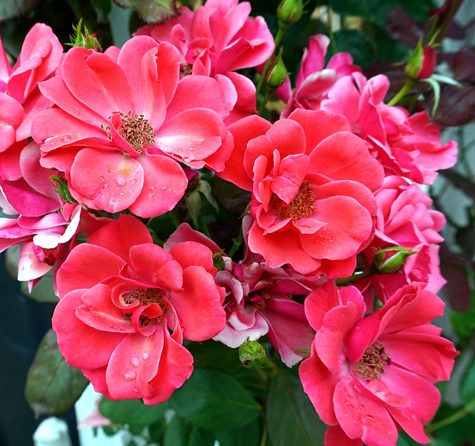 Sony Alpha a5000 (ILCE 5000) sample photo. Rose, pink, flower photography