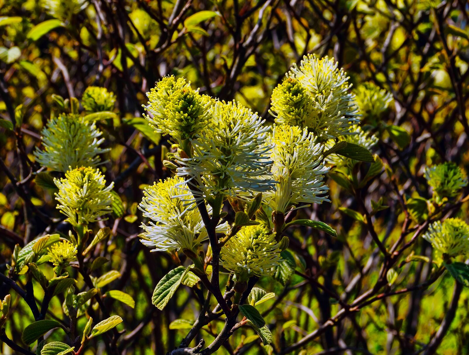 Sony SLT-A57 sample photo. Yellow flowers, bush, floral photography