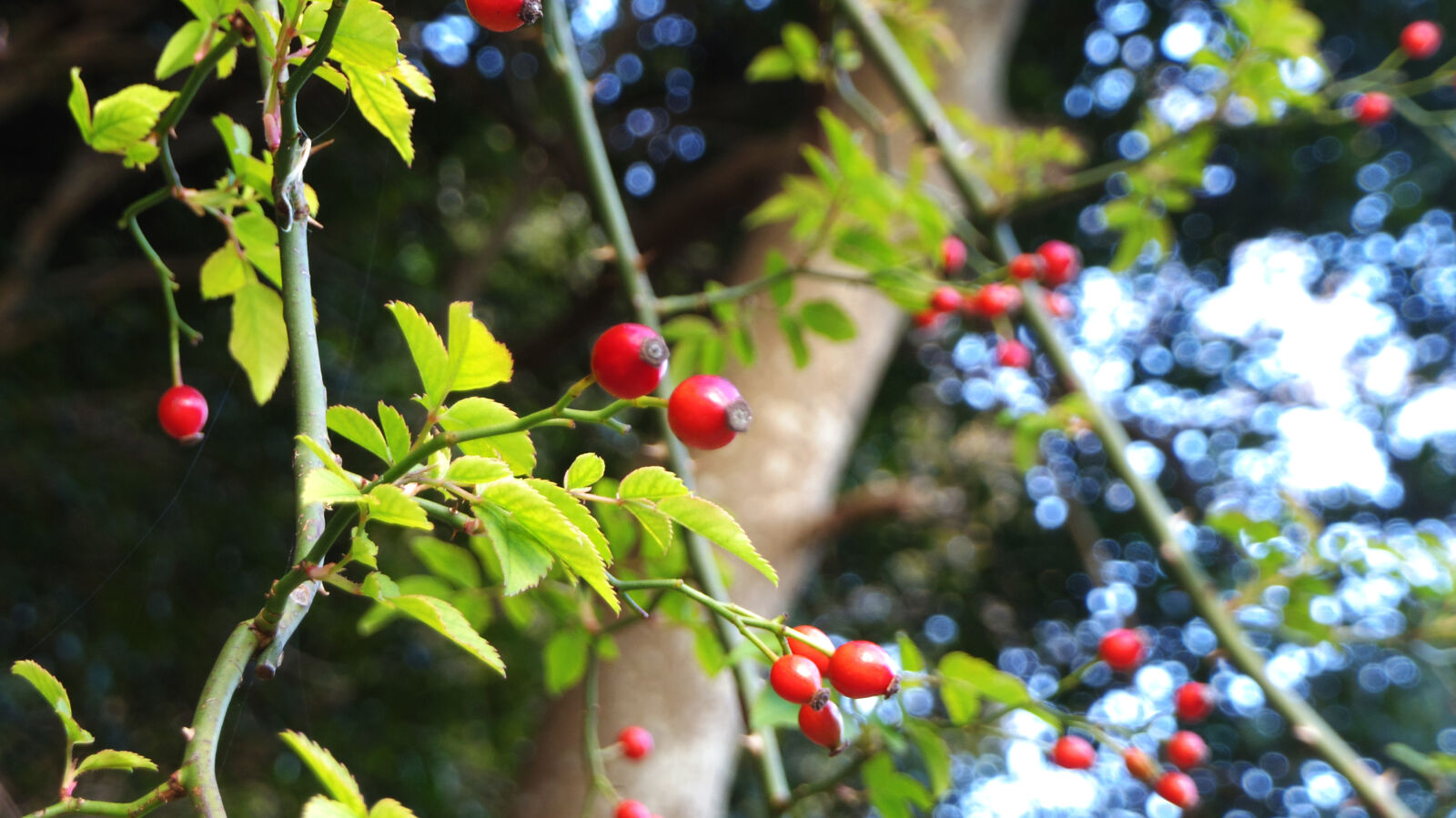 Pentax 02 Standard Zoom sample photo. Fruit photography