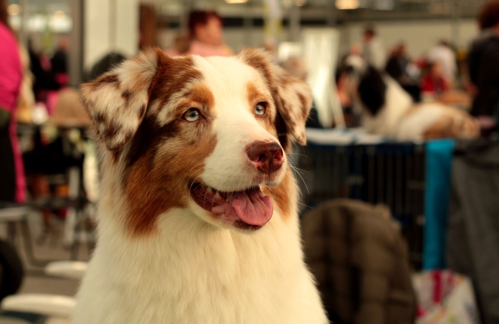 Canon EOS 600D (Rebel EOS T3i / EOS Kiss X5) + Canon EF 50mm F1.8 STM sample photo. Dog, pet, dogshow photography
