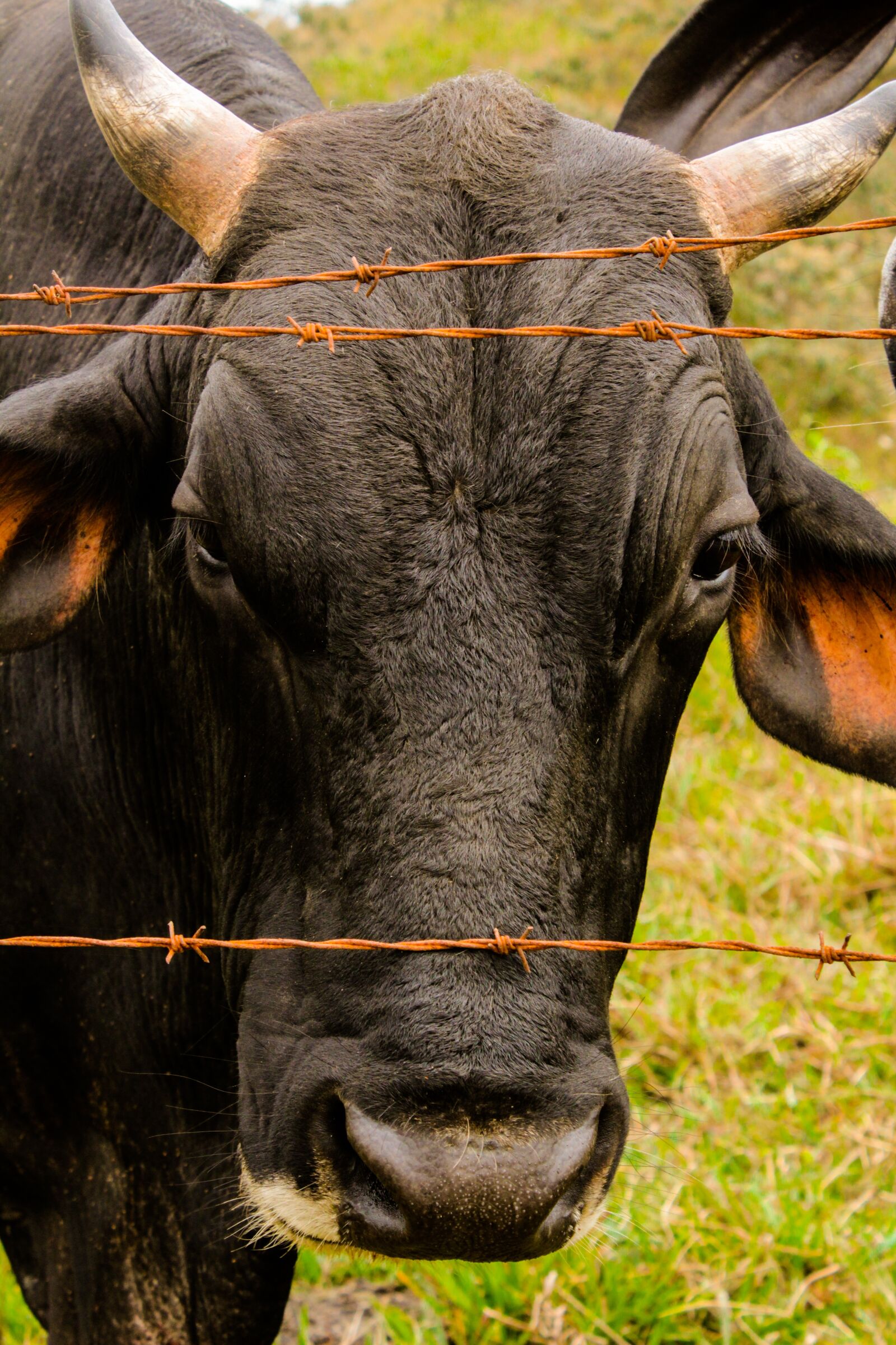 Canon EOS 1300D (EOS Rebel T6 / EOS Kiss X80) sample photo. Cattle, boi, rural photography