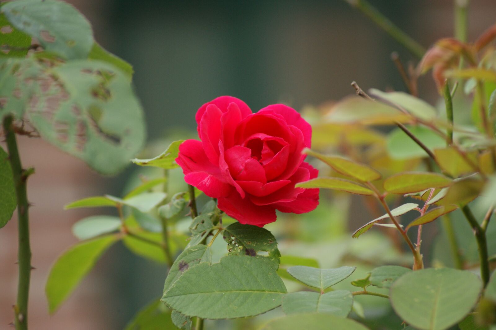 Sony Alpha DSLR-A350 sample photo. Rose, red rose photography