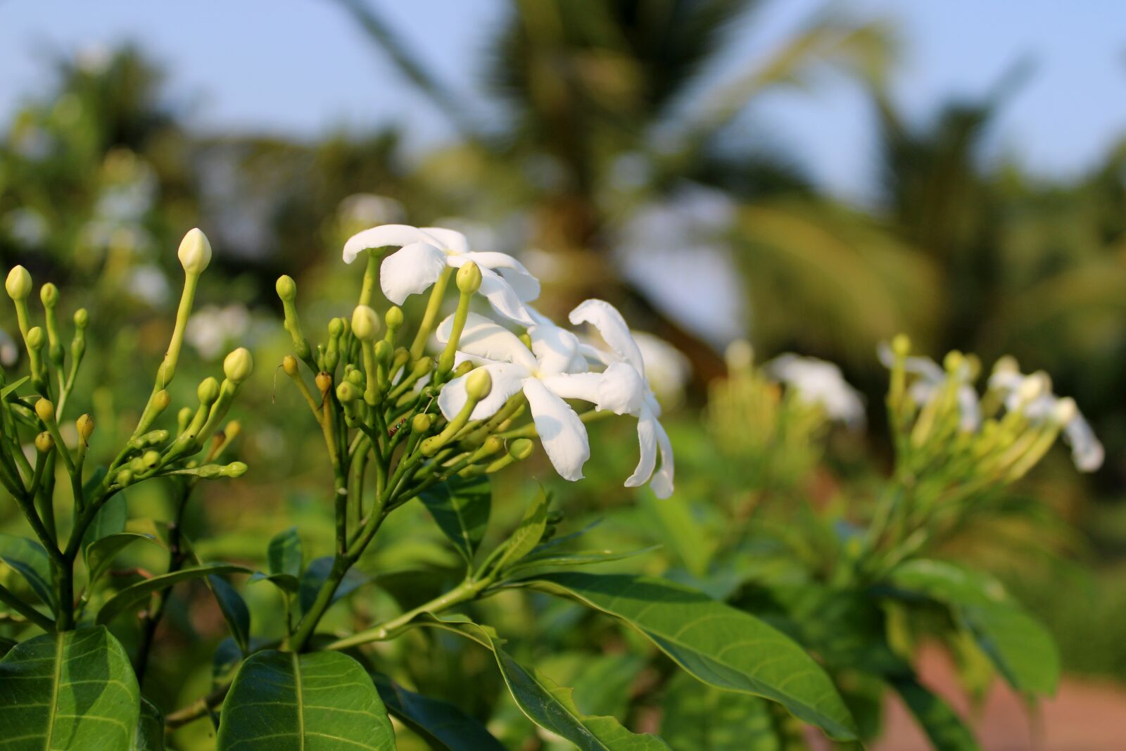 Canon EOS 2000D (EOS Rebel T7 / EOS Kiss X90 / EOS 1500D) sample photo. Jasmine flower, spring, beautiful photography