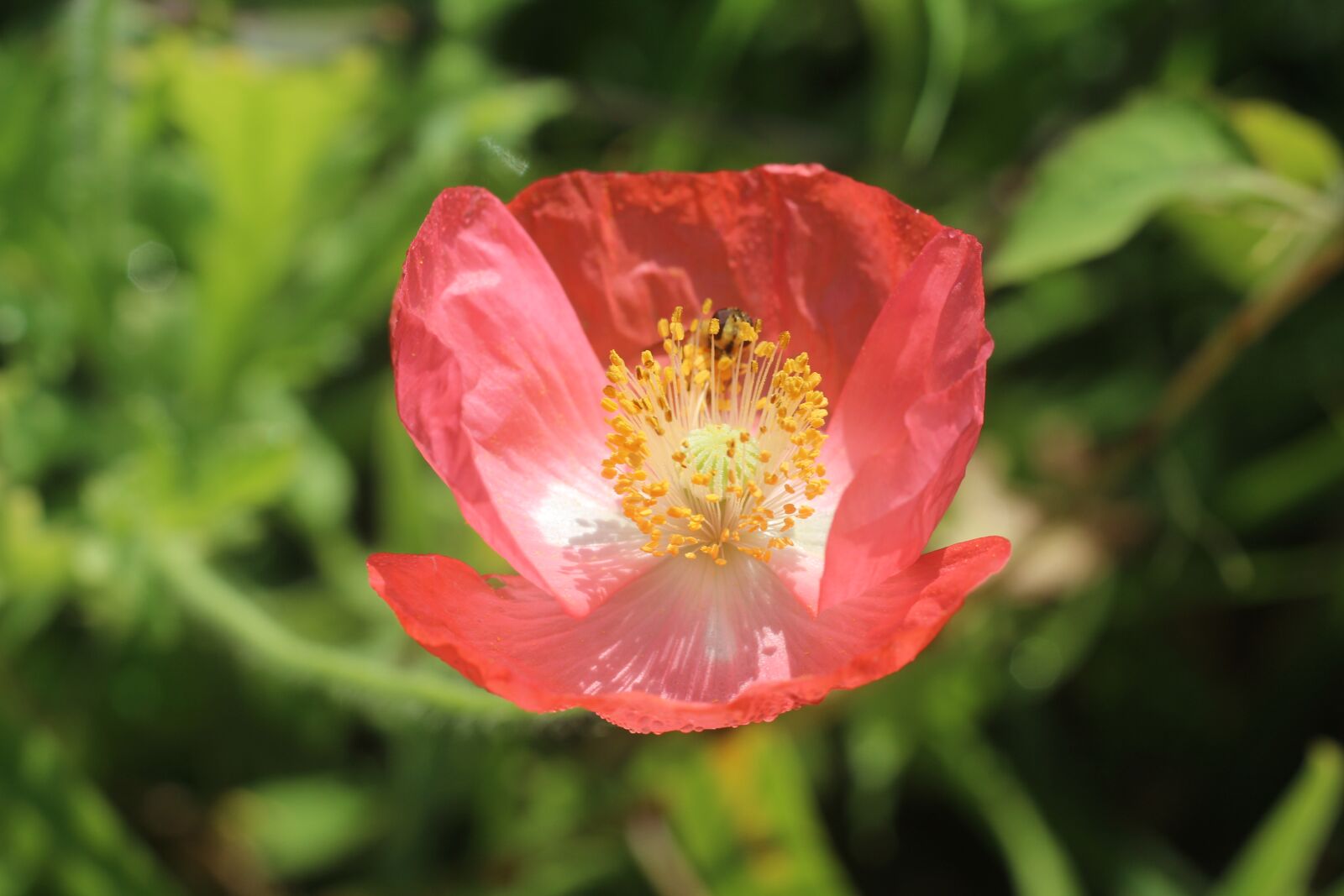 Canon EOS 1200D (EOS Rebel T5 / EOS Kiss X70 / EOS Hi) sample photo. Pink, poppy, flower photography