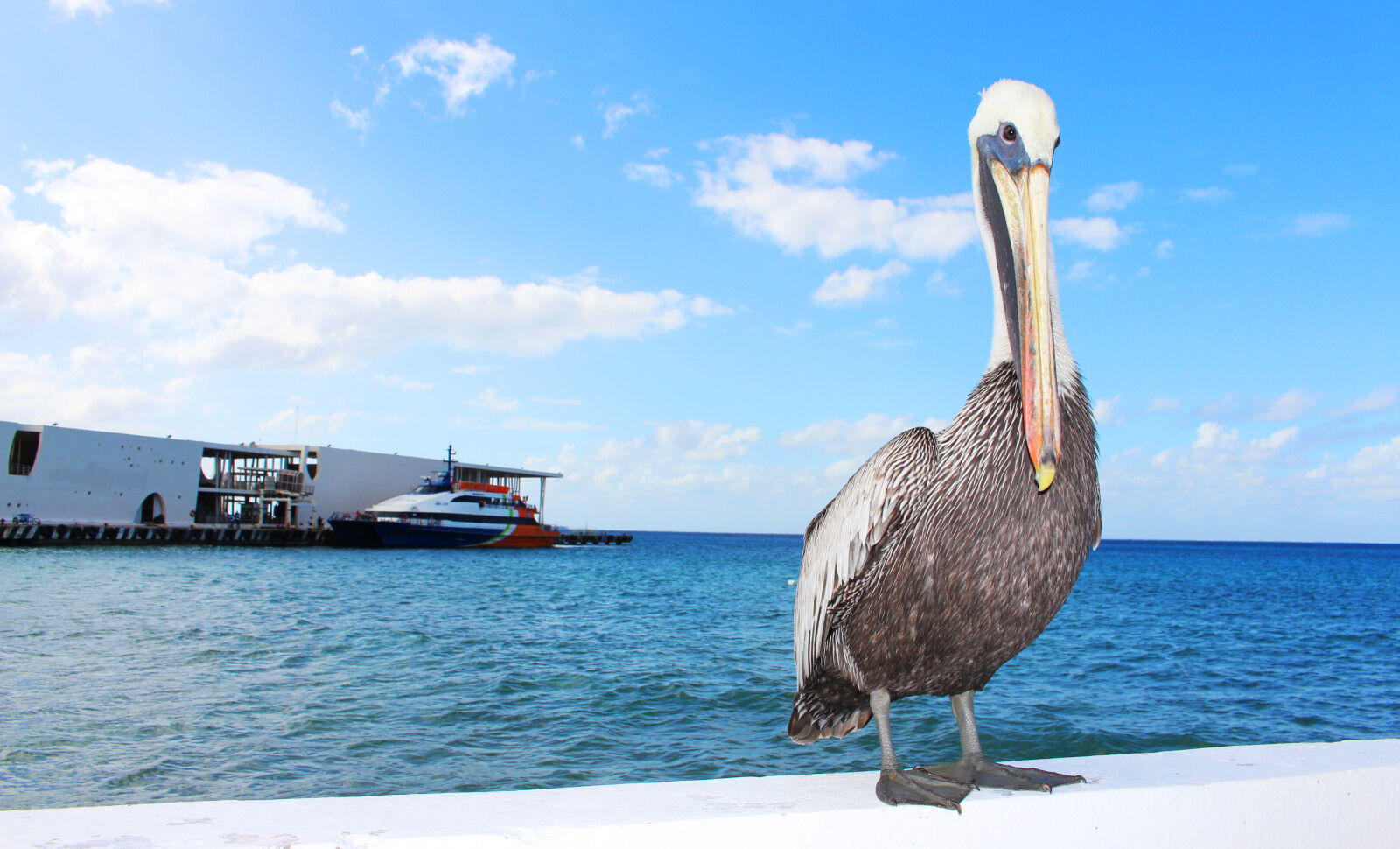 Canon EOS 700D (EOS Rebel T5i / EOS Kiss X7i) sample photo. Bird, ocean, pelican, sea photography
