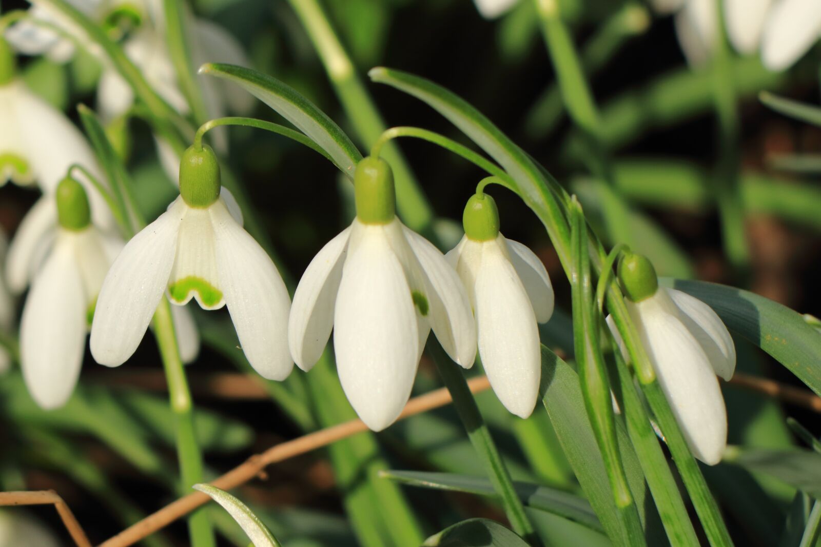 Canon EOS 80D sample photo. Snowdrop, flower, plant photography