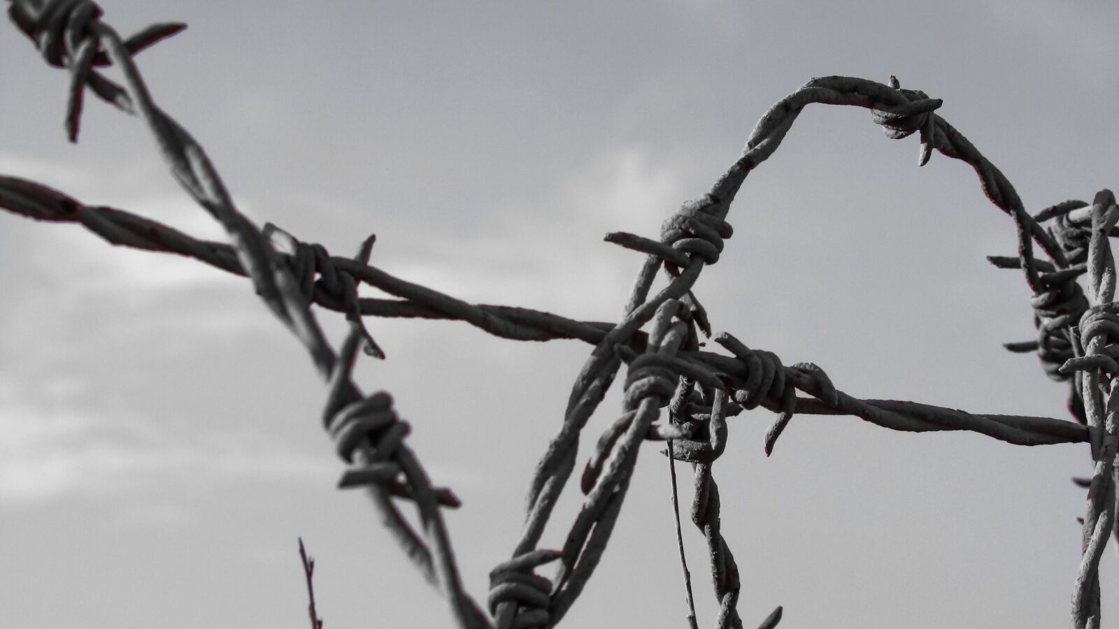Canon PowerShot SX400 IS sample photo. Wire, fence, barbed photography