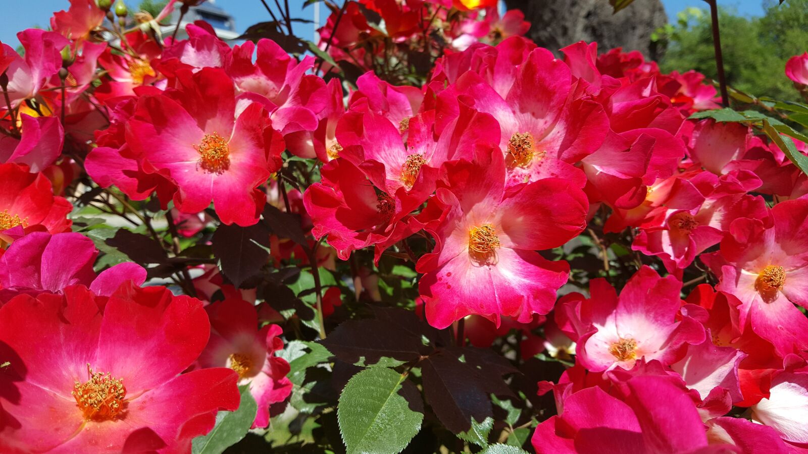 Samsung Galaxy S6 sample photo. Red, bush, rose bush photography