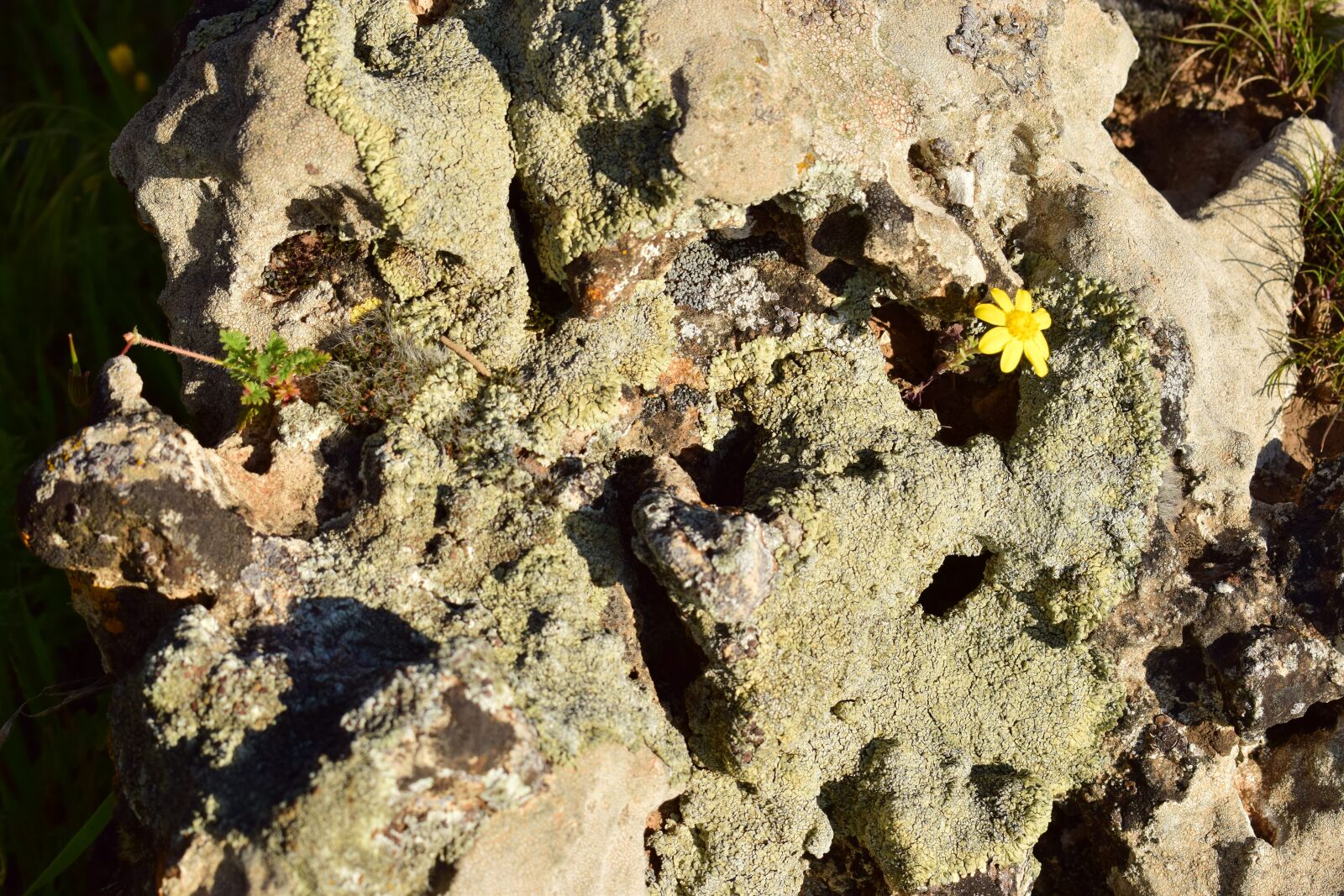 Nikon D5300 sample photo. Fotorhn, rock, flower photography
