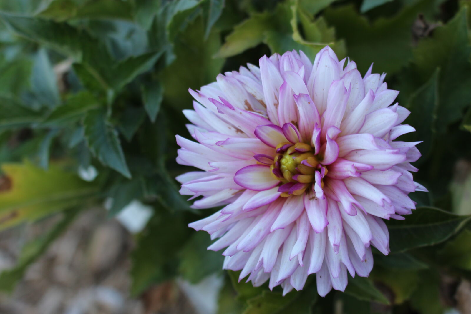 Canon EOS 700D (EOS Rebel T5i / EOS Kiss X7i) sample photo. Flower, macro, plant photography