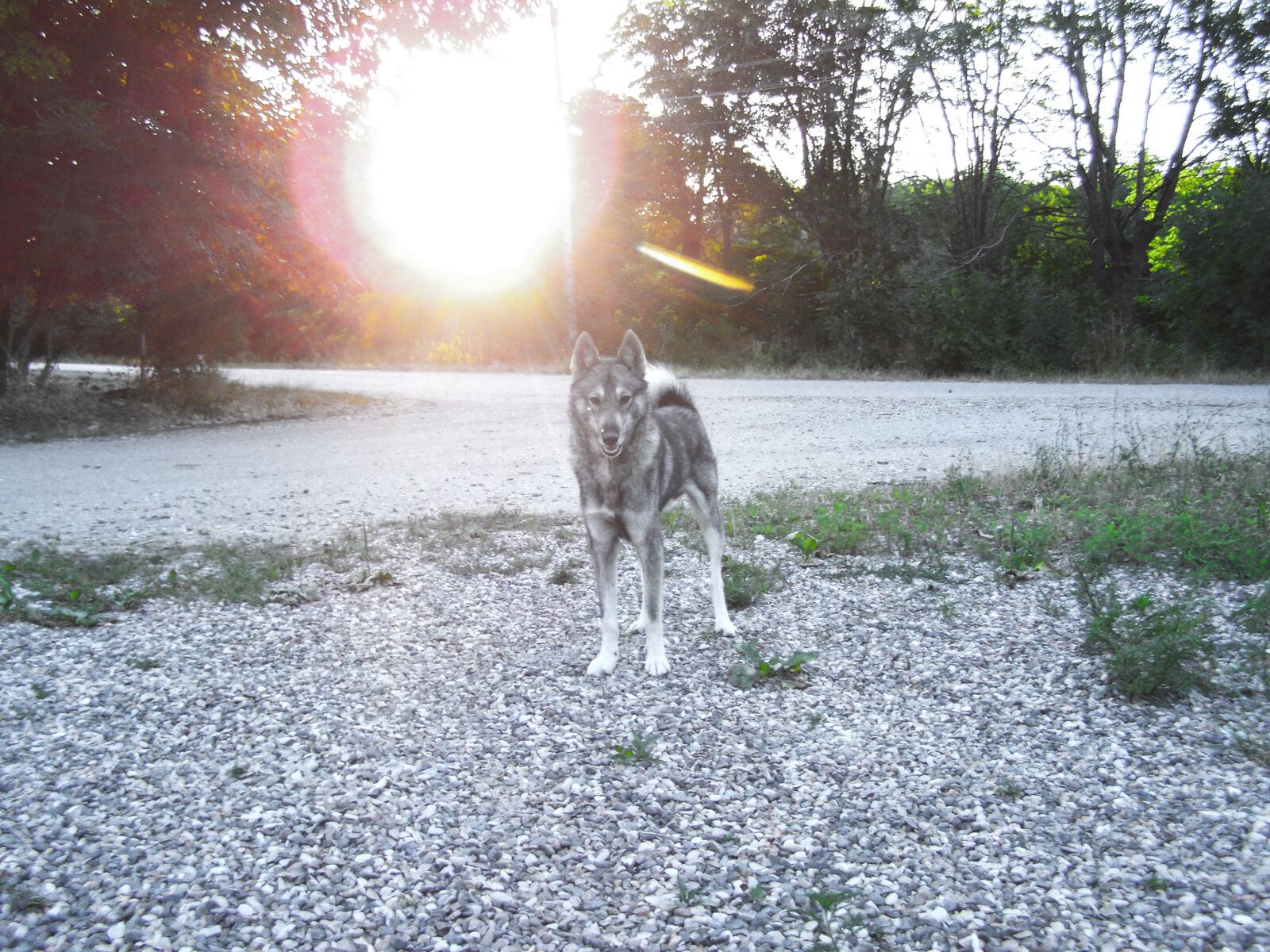 Kodak EASYSHARE ZD710 ZOOM DIGITAL CAMERA sample photo. Sunset, dog, mystic photography