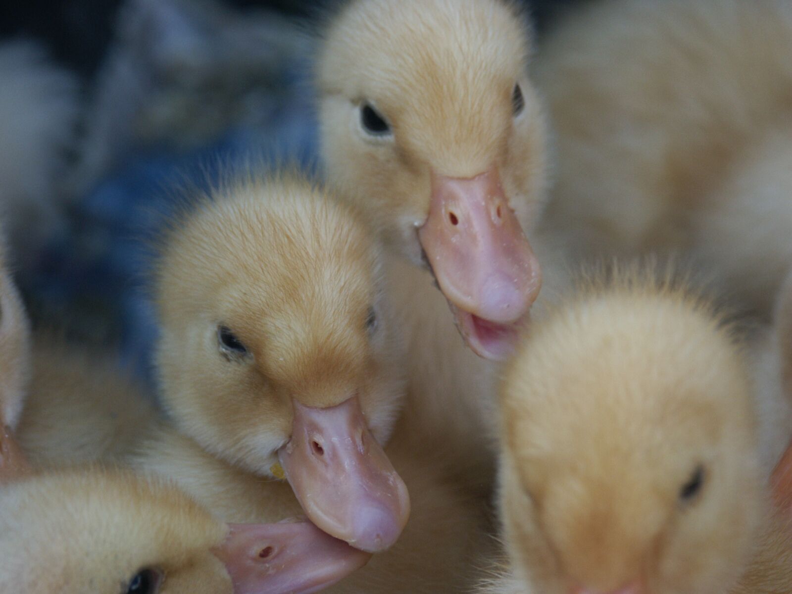 KONICA MINOLTA DiMAGE 7i sample photo. Duck, ducklings, childhood photography