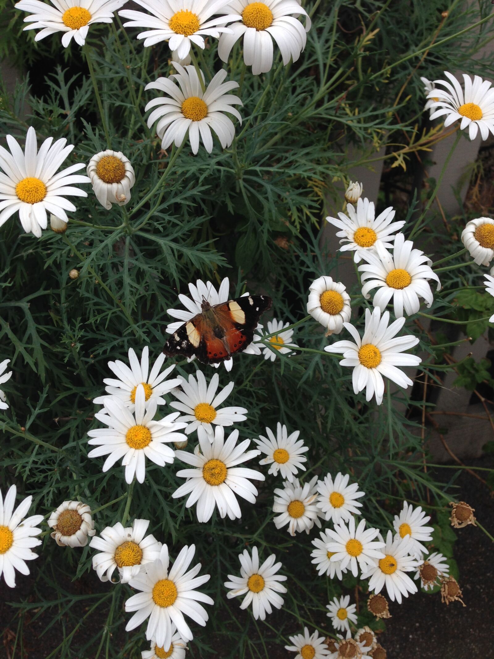 Apple iPhone 5 sample photo. Butterfly, daisies, flowers, spring photography