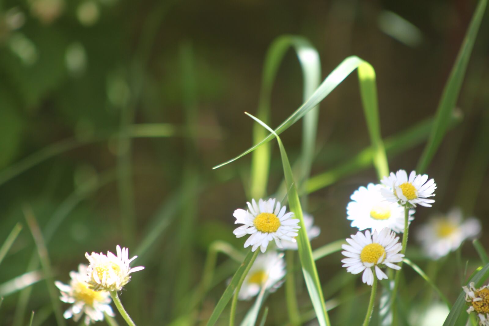 Canon EOS 500D (EOS Rebel T1i / EOS Kiss X3) sample photo. Daisies, spring, garden photography