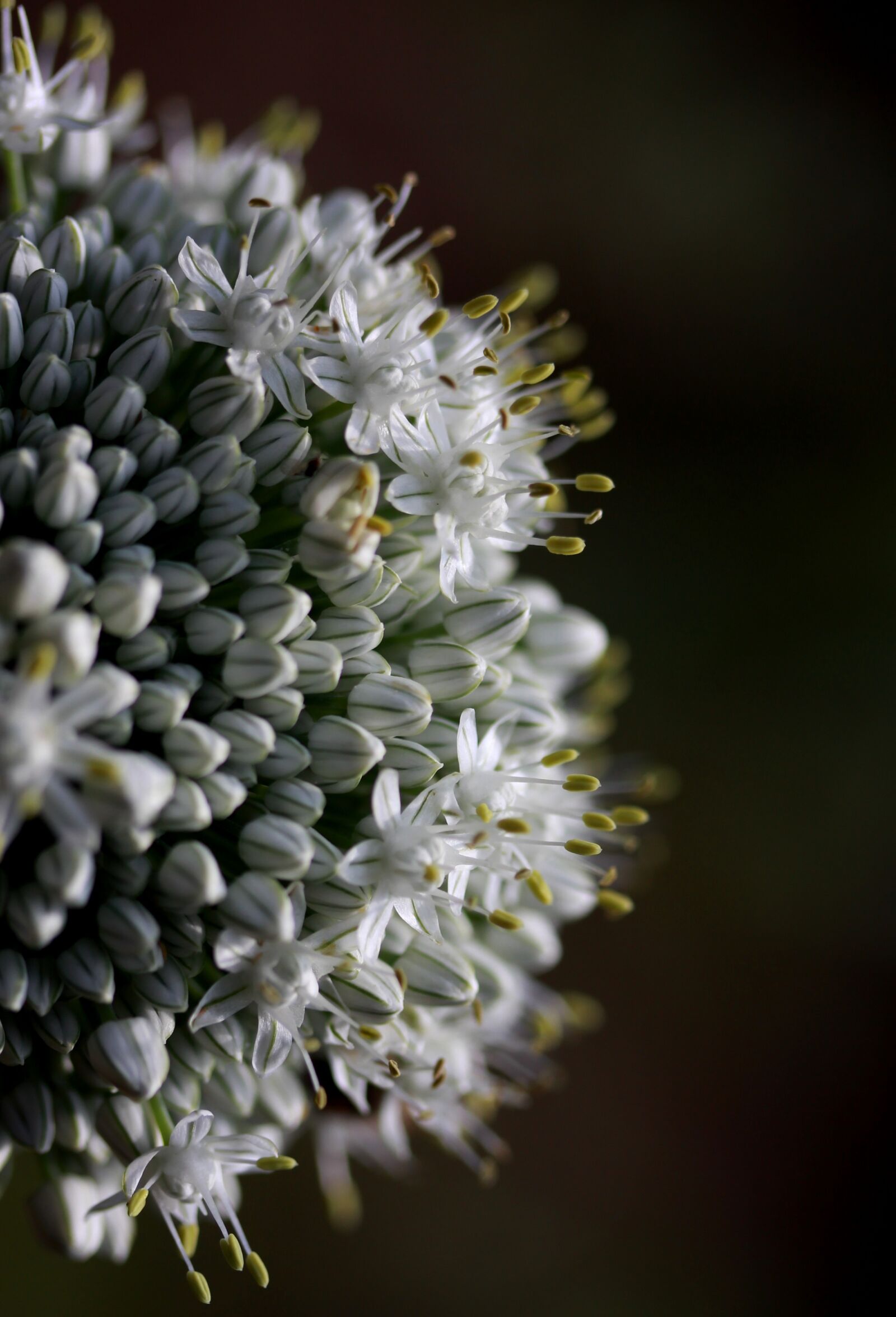 Canon EF-S 60mm F2.8 Macro USM sample photo. Flower, onion, plant photography