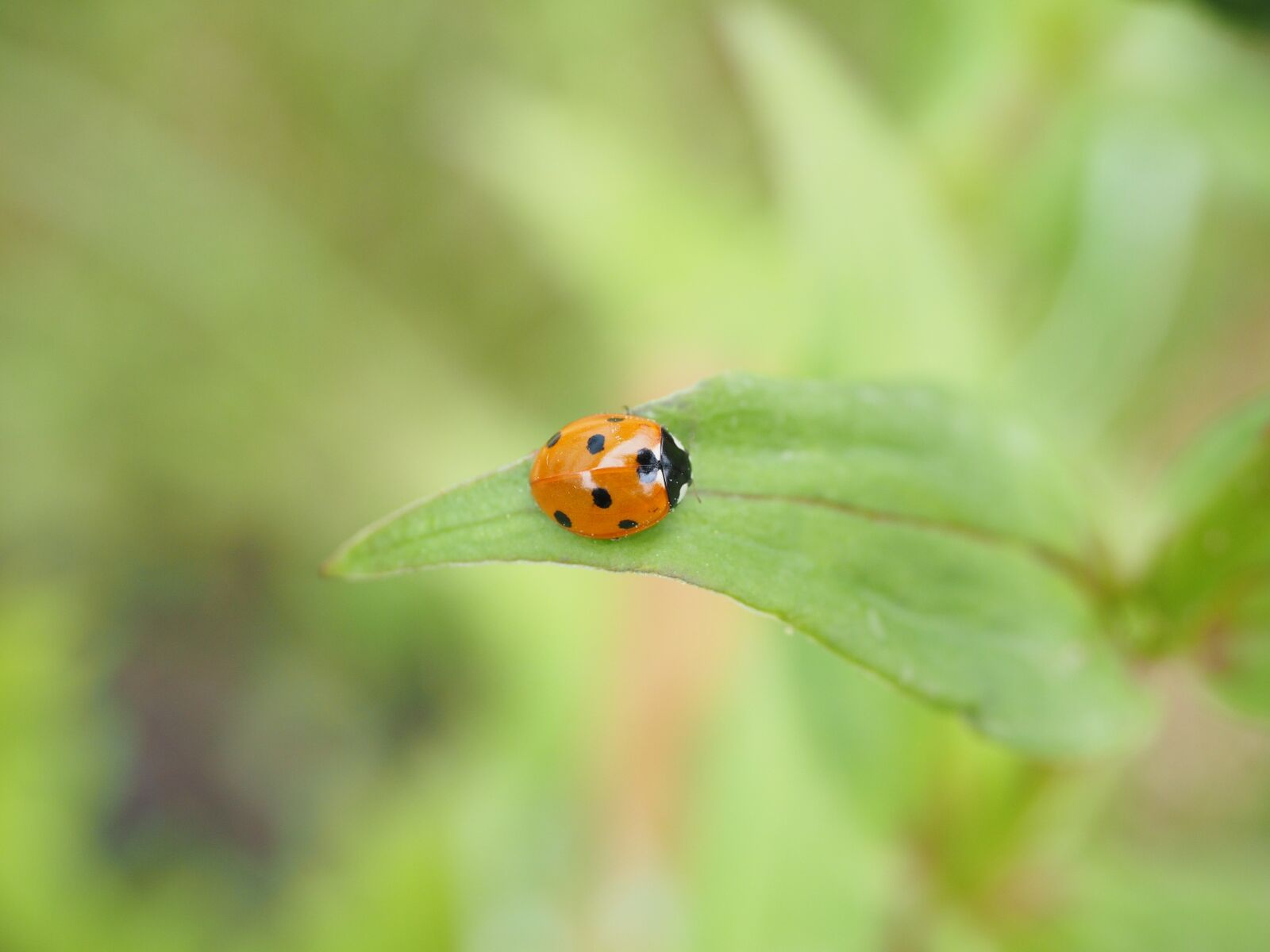 Olympus OM-D E-M1 + Olympus M.Zuiko Digital ED 12-40mm F2.8 Pro sample photo. Ladybug, coccinellidae, beetle photography