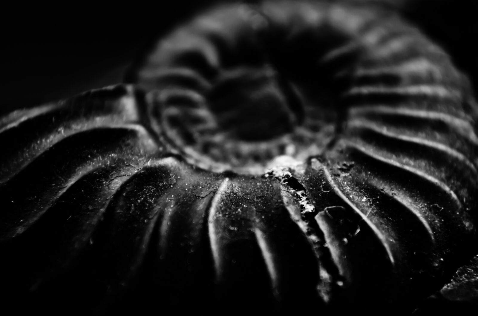 Nikon D5100 sample photo. Fossil, snail, old photography