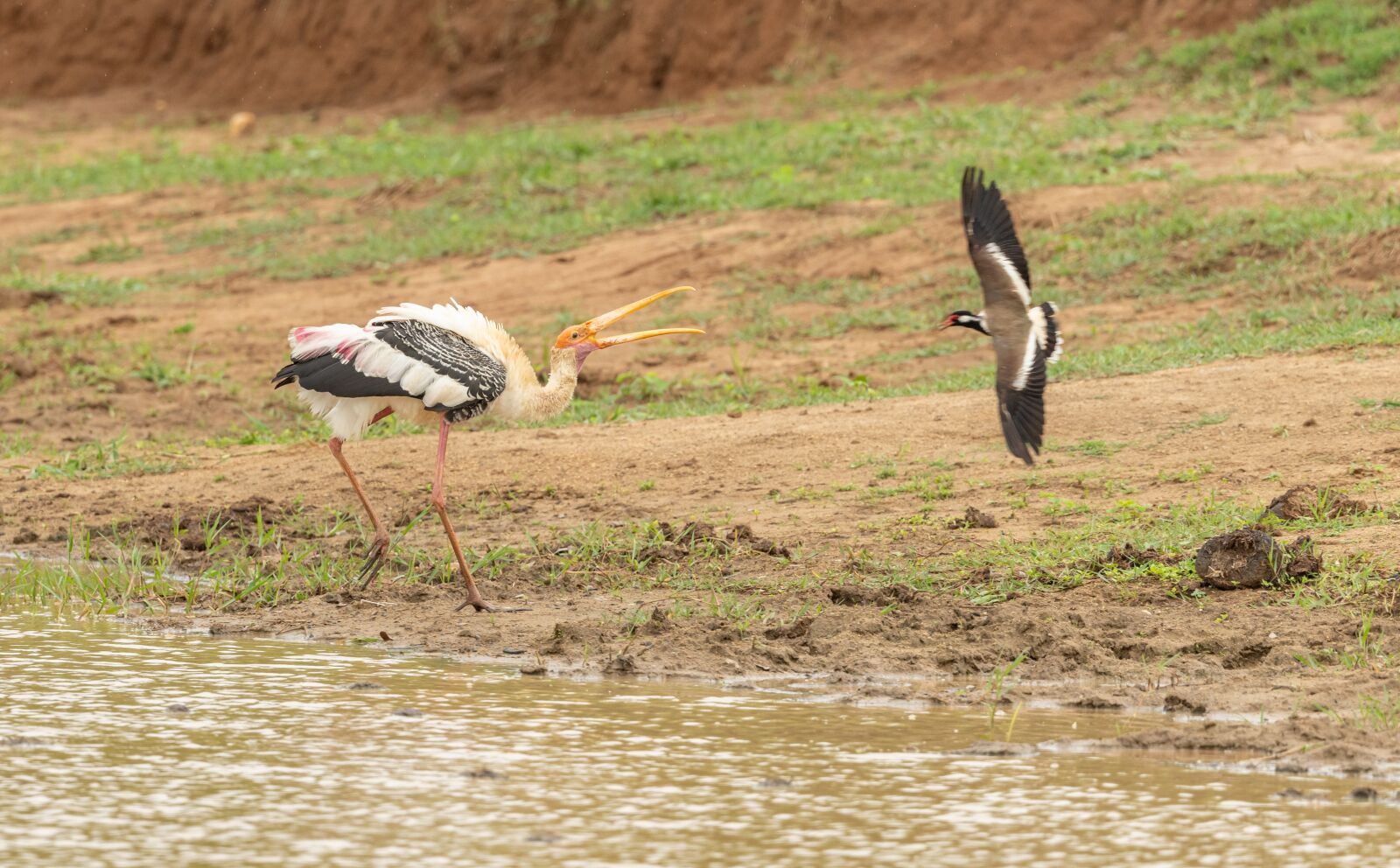 Nikon D850 sample photo. Stork, water, clash photography