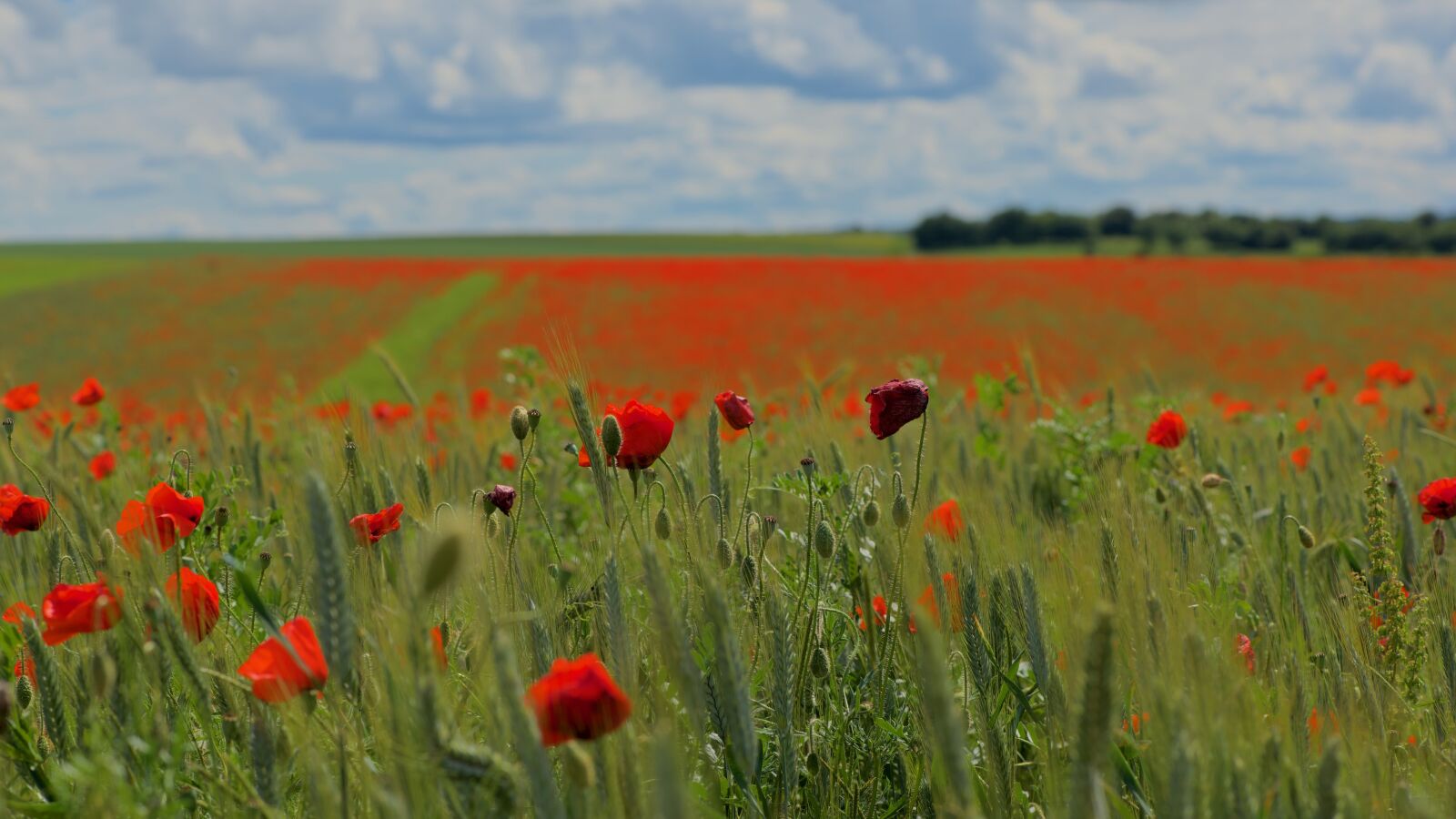 Nikon D750 sample photo. Poppies, field, red photography