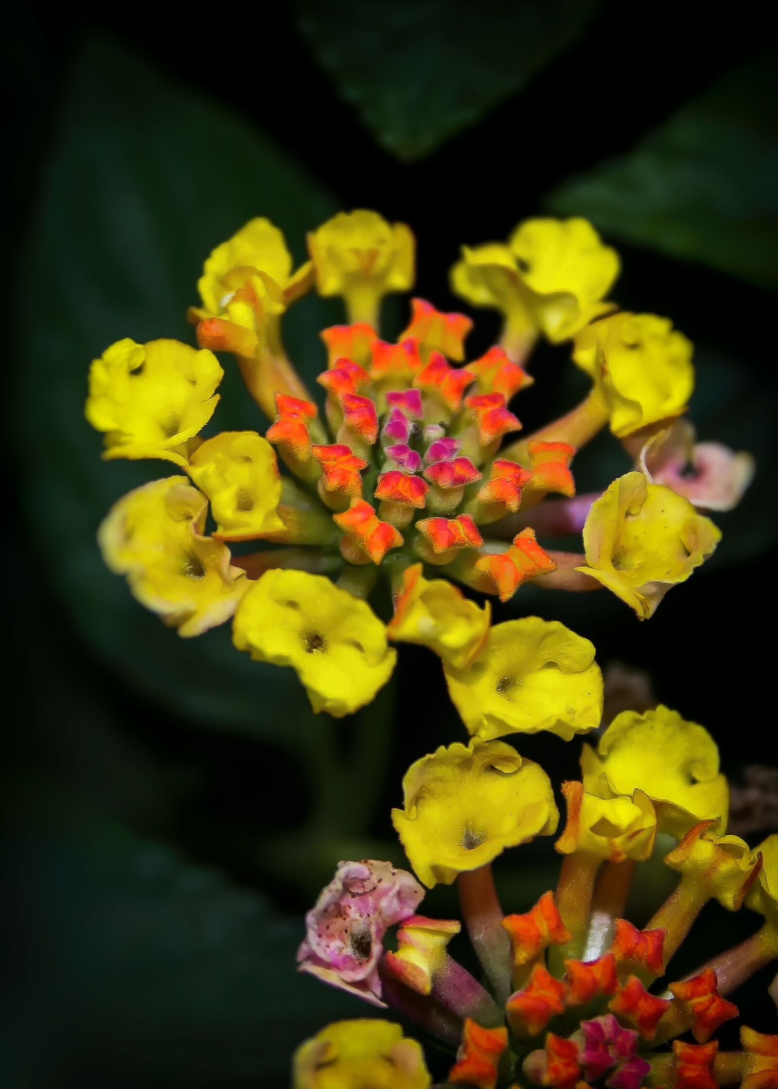 Canon EF-S 18-55mm F3.5-5.6 II sample photo. Lantane, lantana, blossom photography